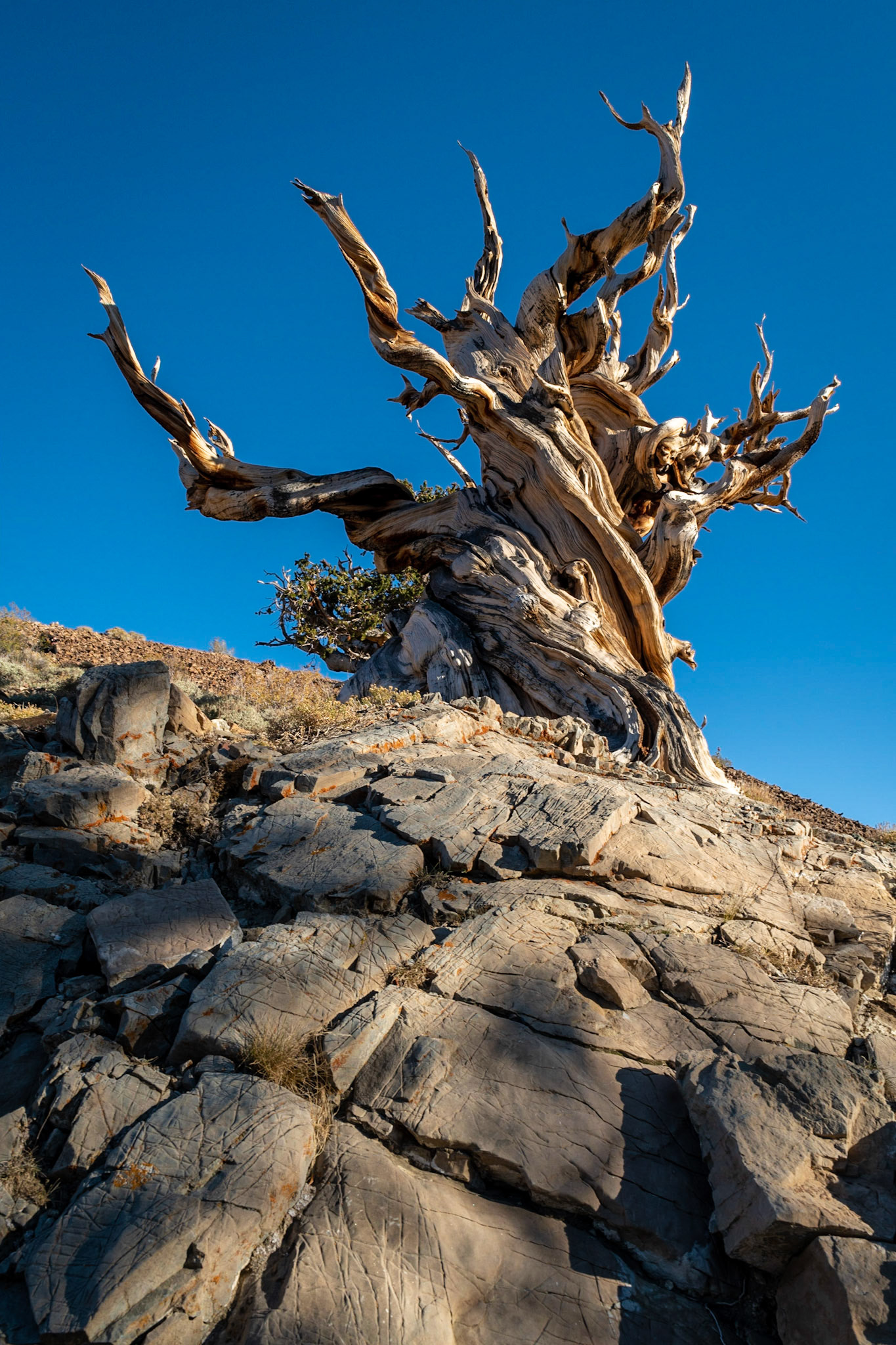 Ancient Bristlecone Pine Forest, California