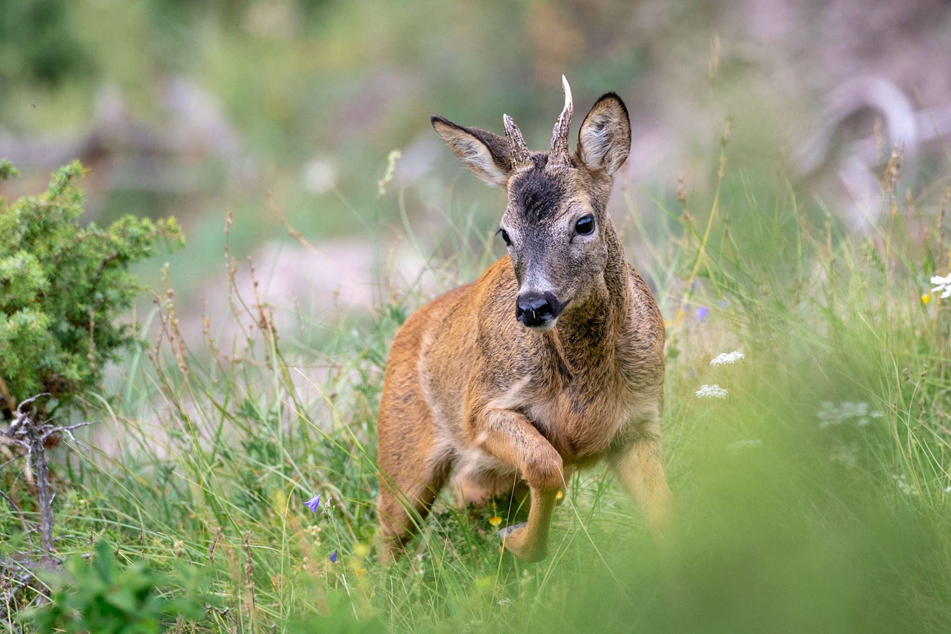 Brocard, Haute Maurienne Vanoise, France