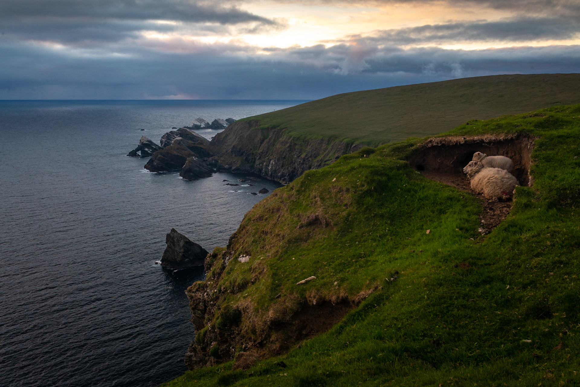 Sheeps in Hermaness, Unst, Shetland Islands