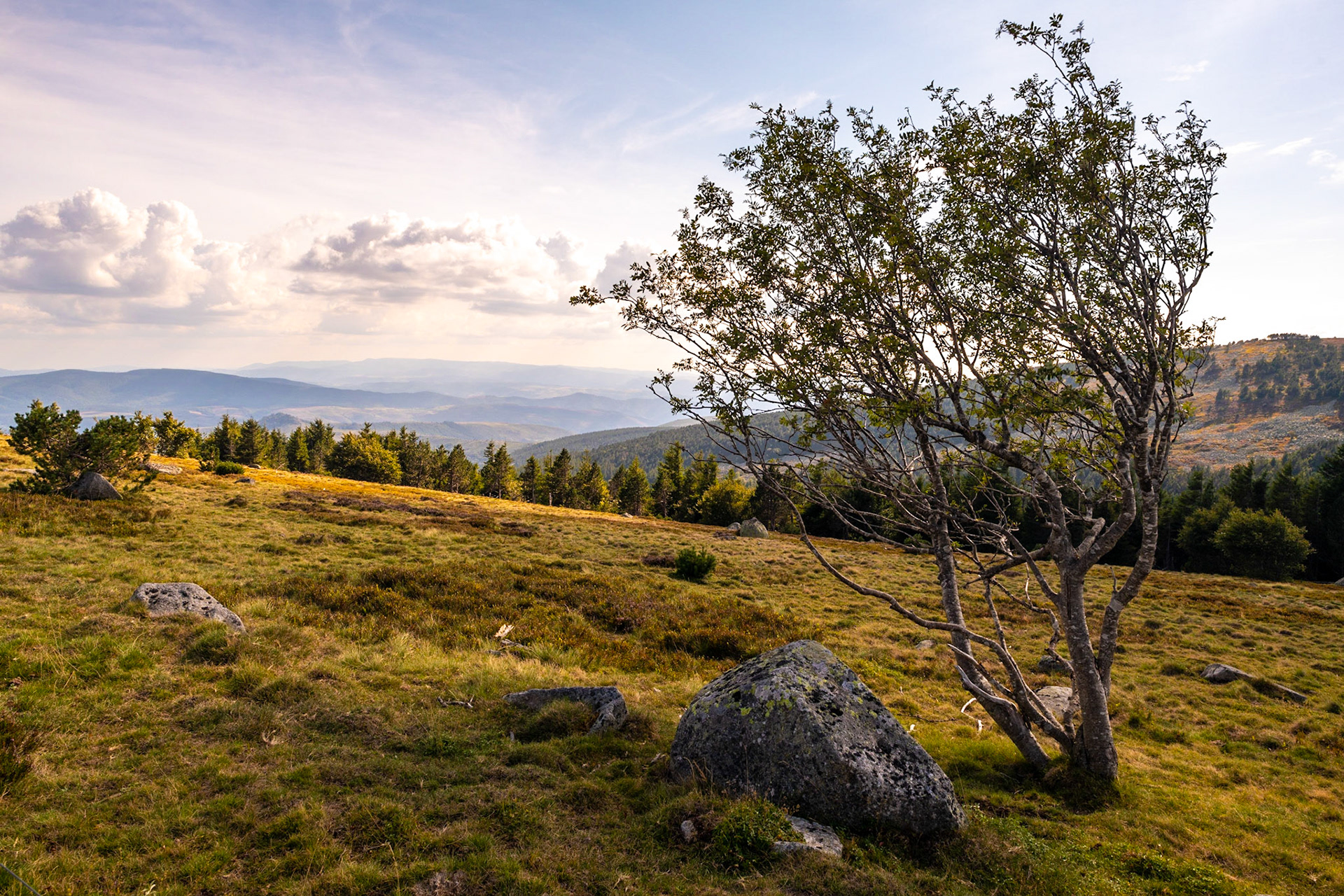 Mont Lozère, Lozère, France