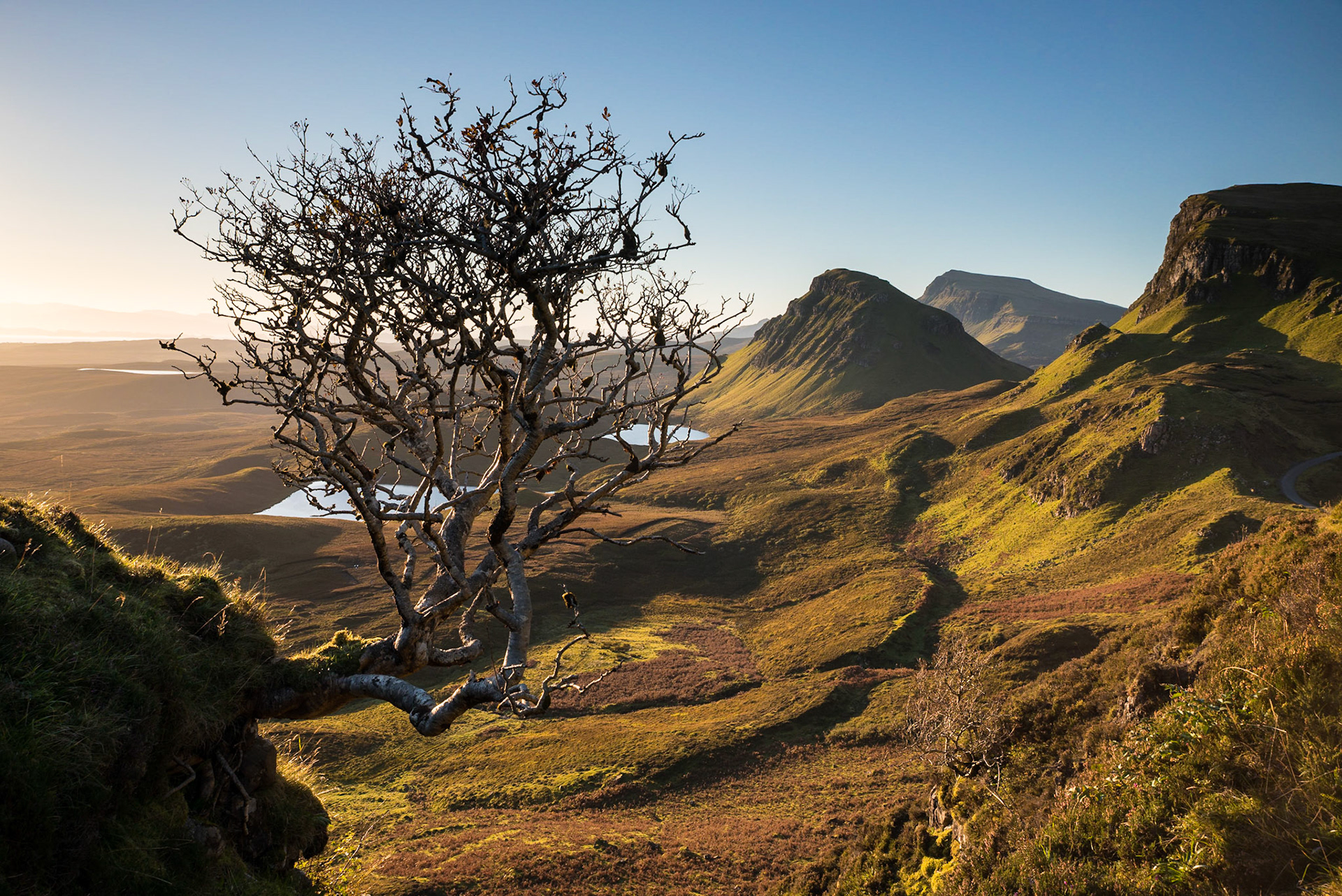 Quiraing tree #2, Isle of Skye