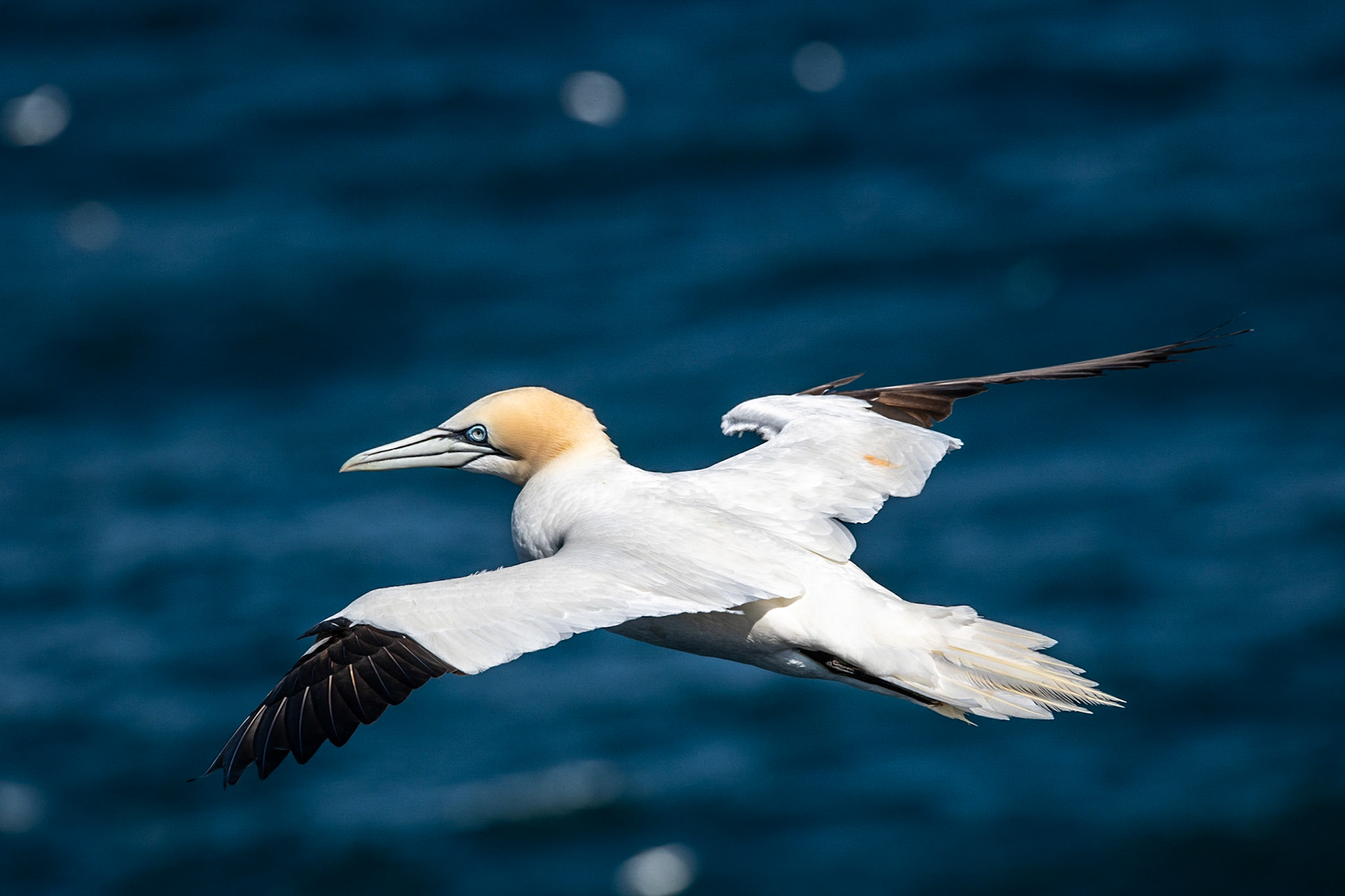 Northern gannet in flight, Isle of Noss, Shetland Islands