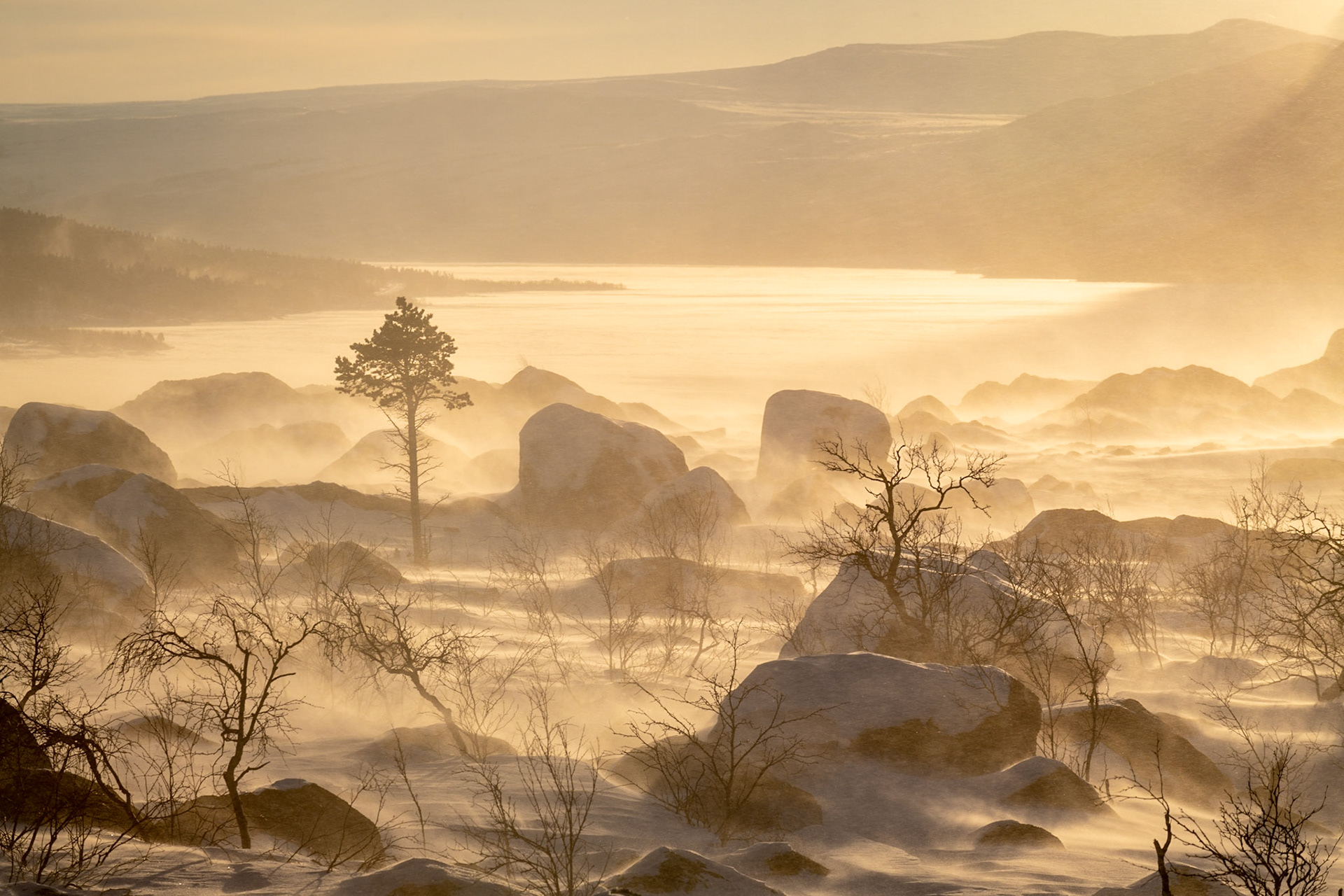 Standing strong in Lapland, Stora Sjöfallet National Park, Sweden
