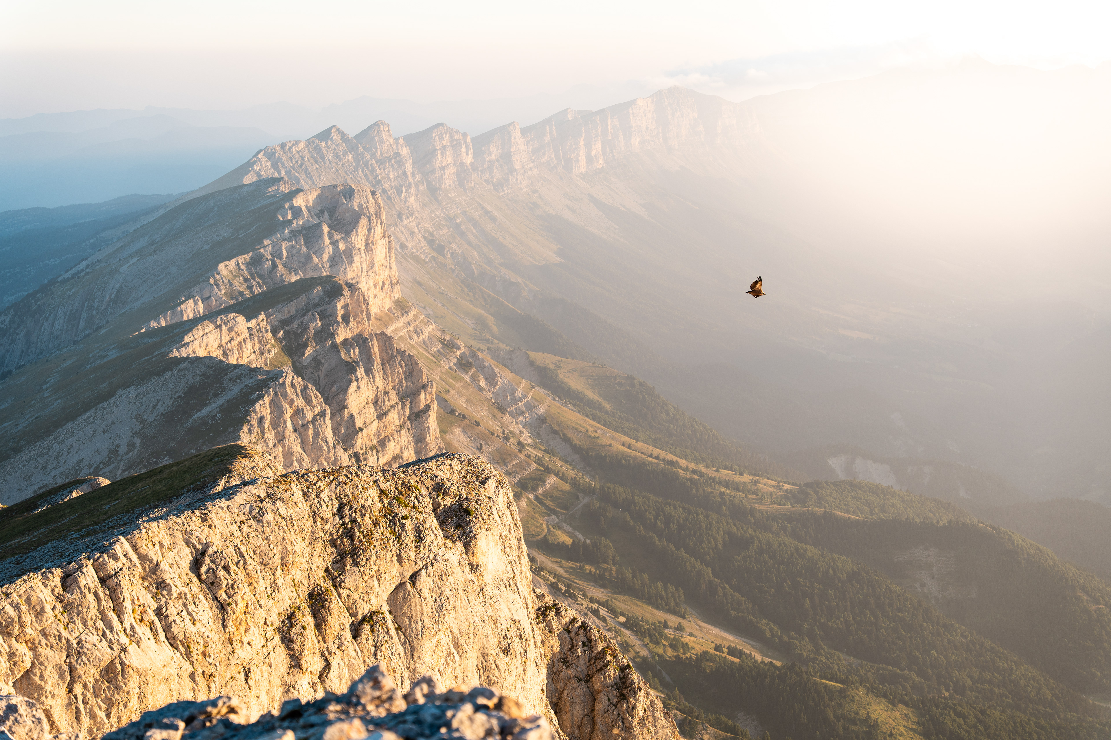 Vautour fauve surplombant le Vercors