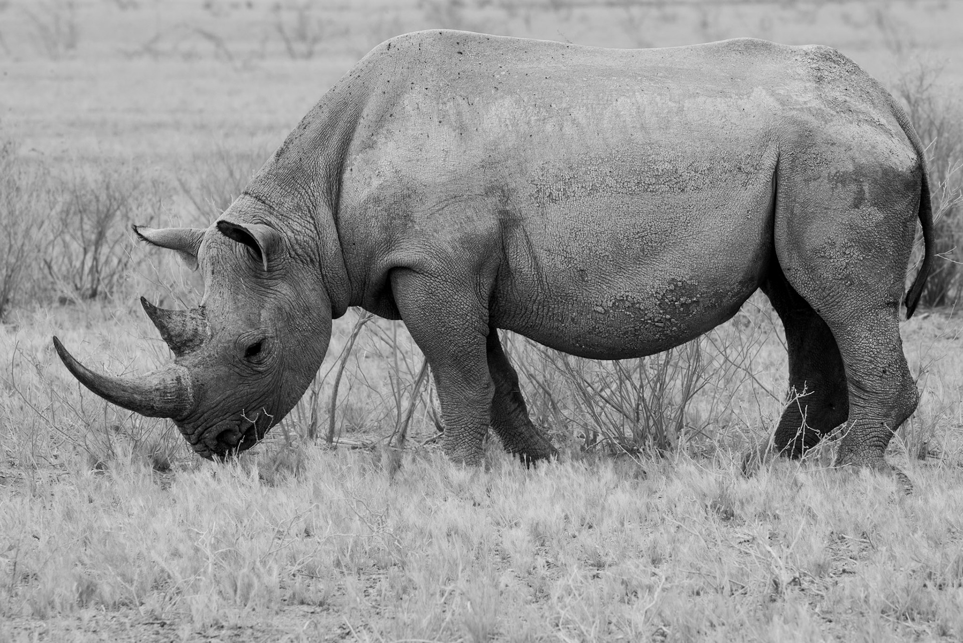 The Black One #6, Namibia 2019