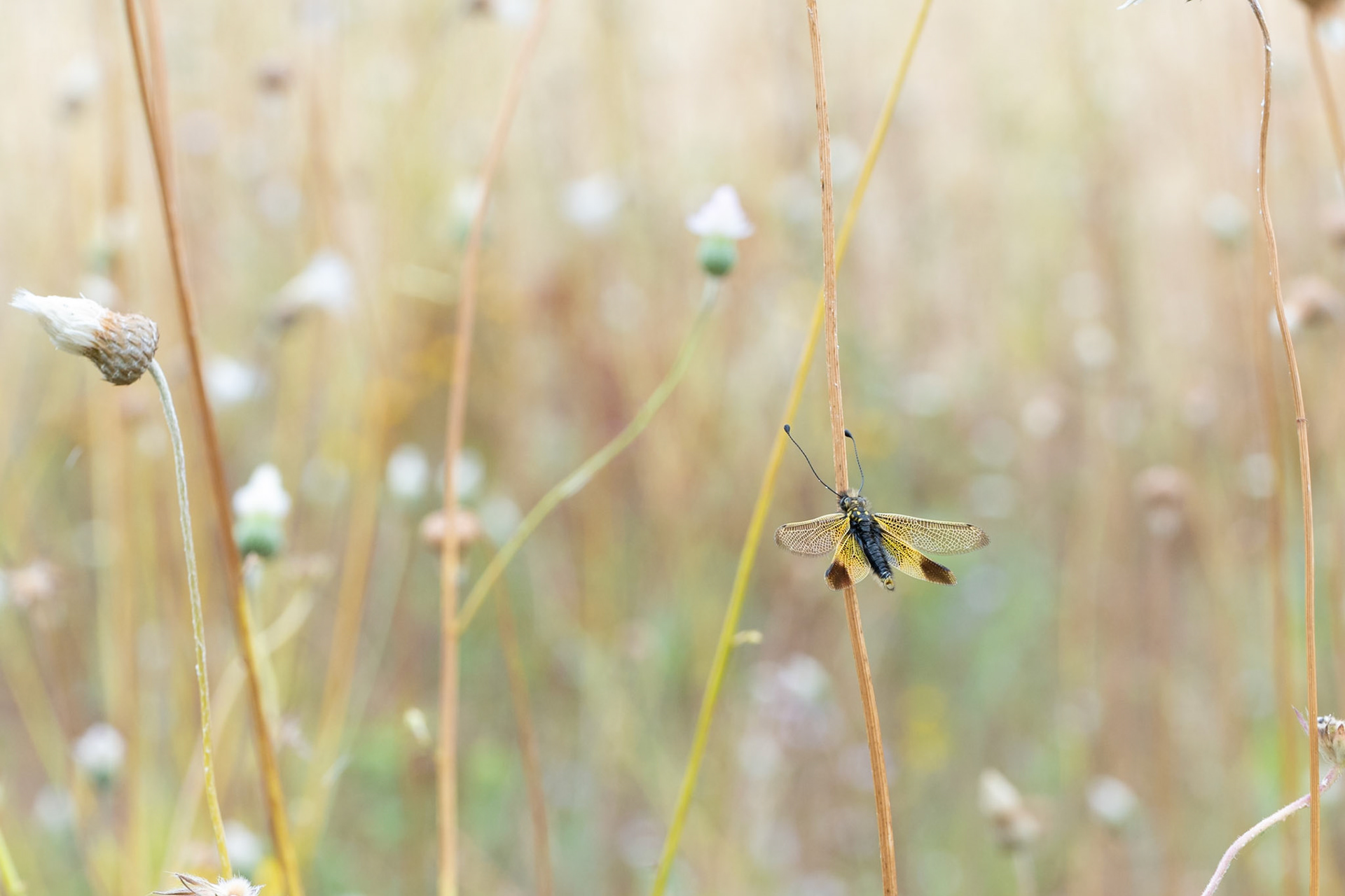 Ascalaphe loriot #1, Prades le Lez 2025