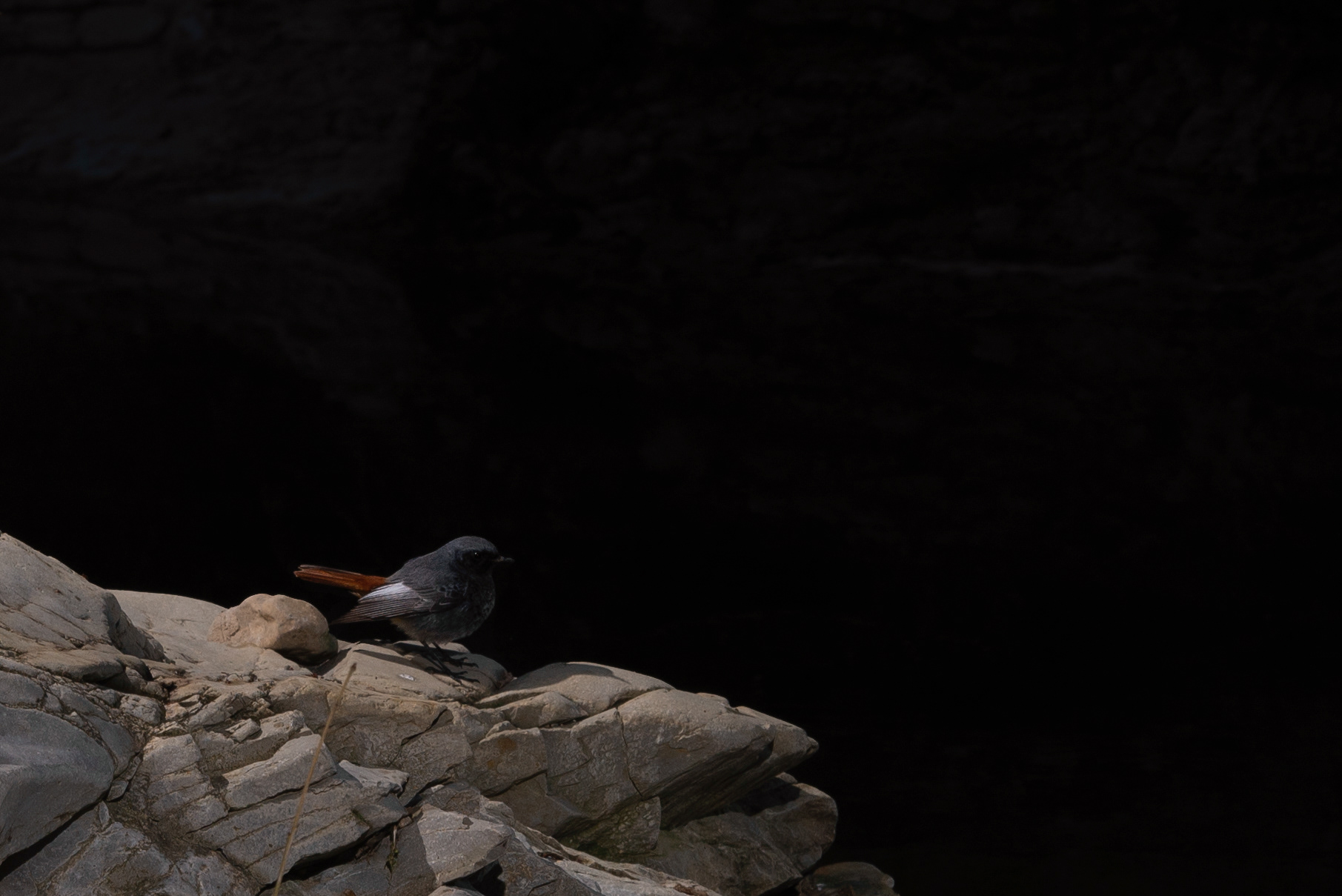 Black head-red tail, Prades le Lez 2023