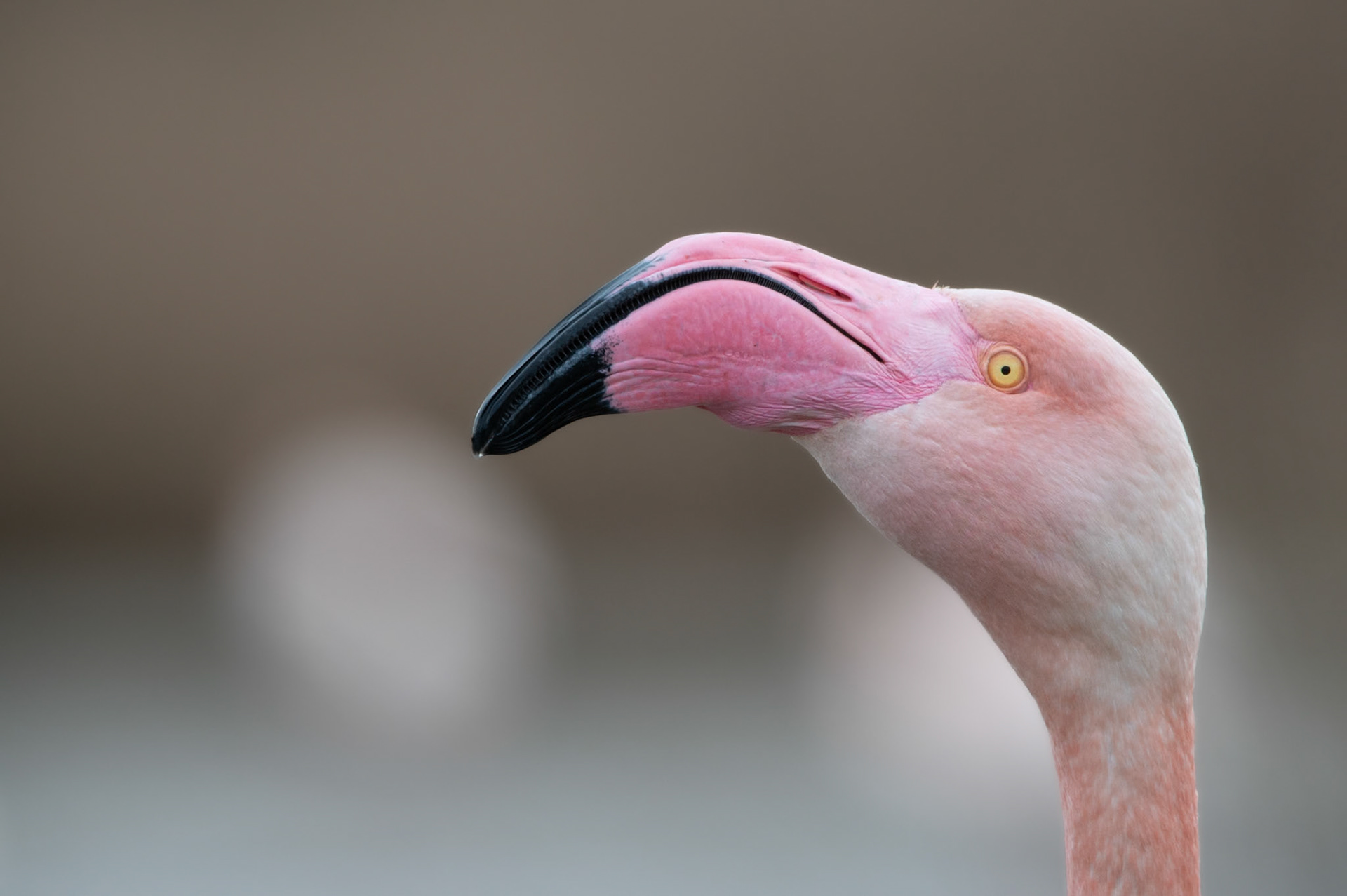 Pink portrait, Camargue 2025