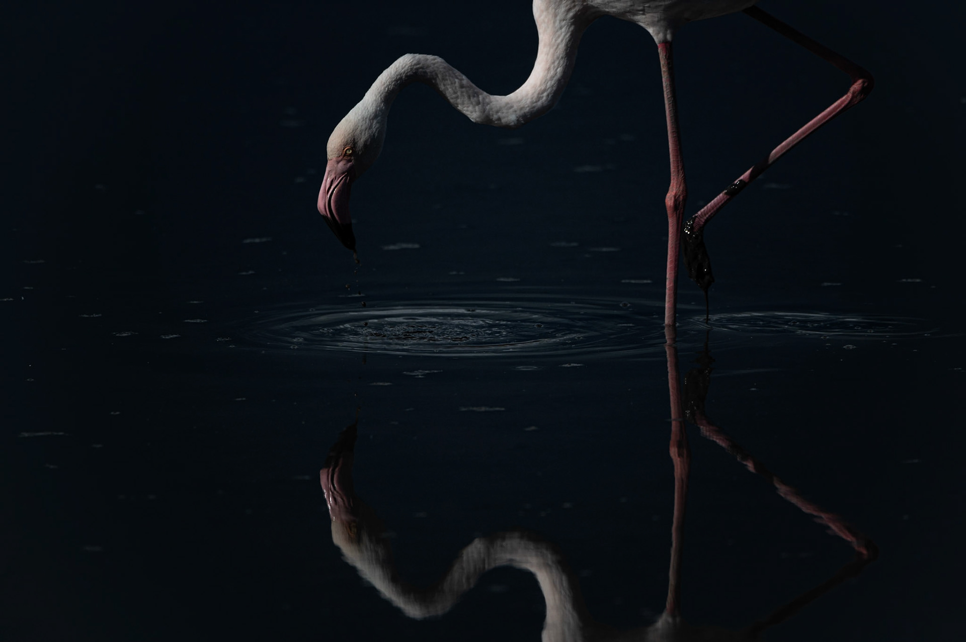 Ronds dans l'eau 2, Camargue 2023