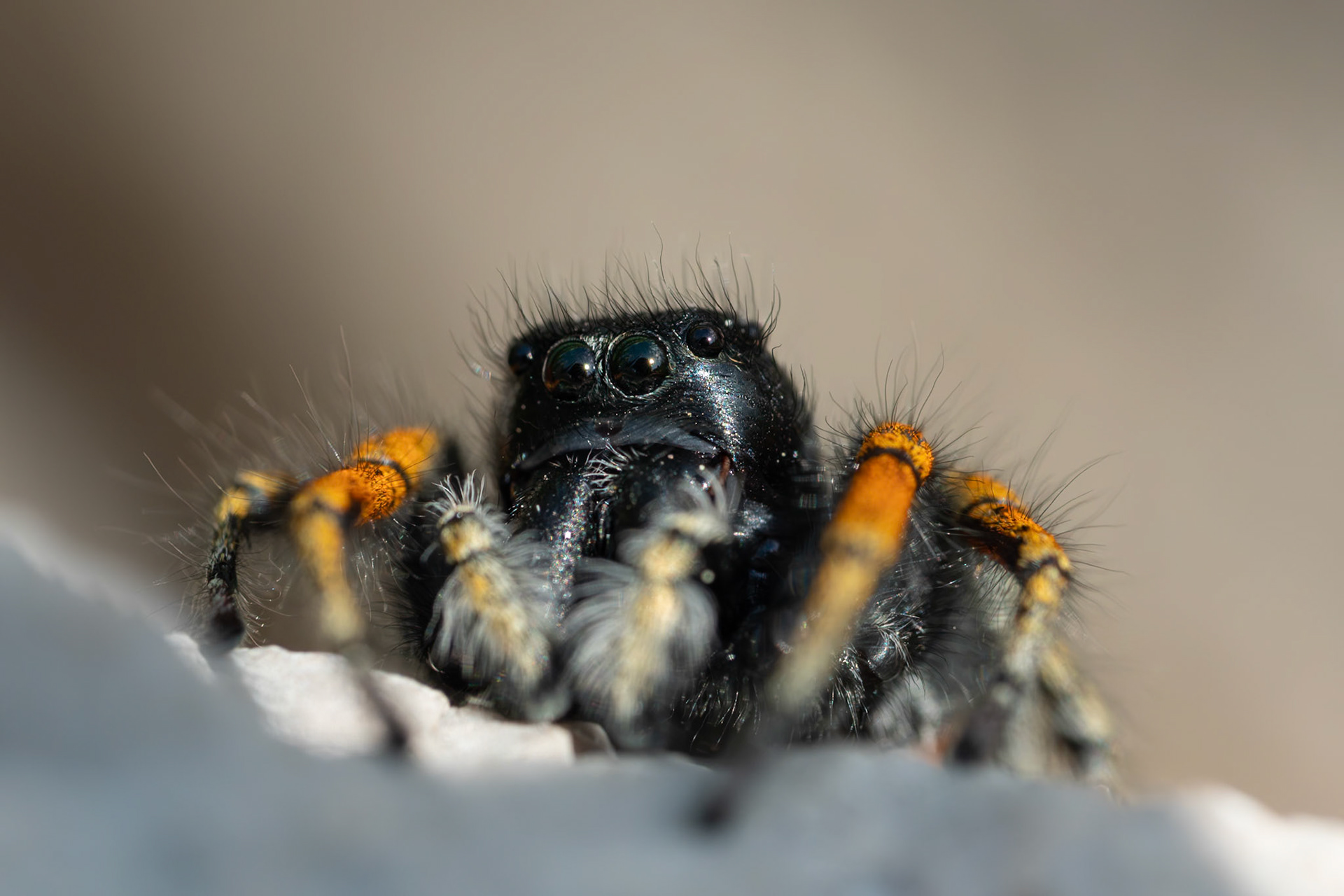 Philaeus chrysops ♂ #5, Prades le Lez 2025