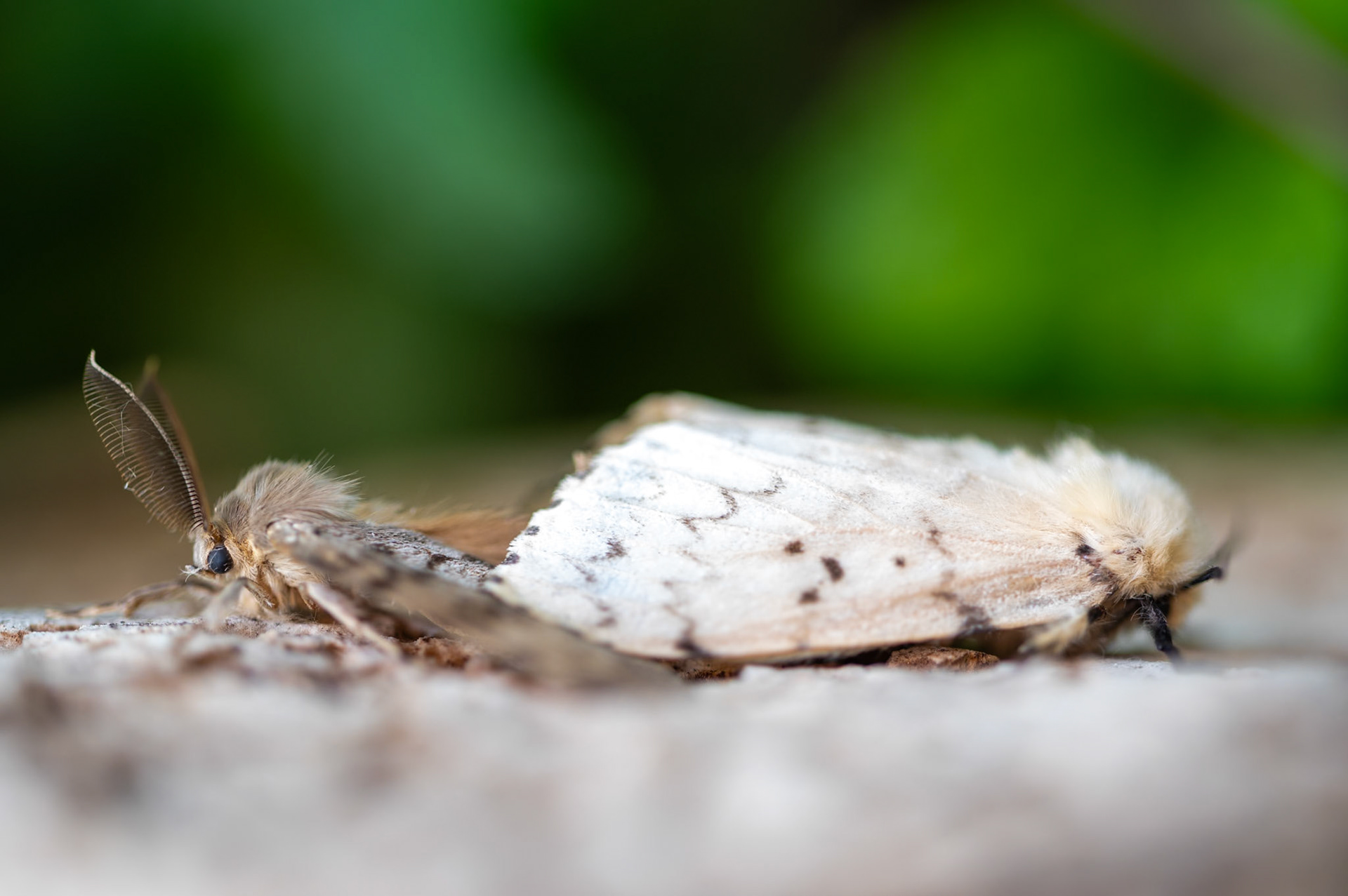 Lymantria dispar mating, Prades le Lez 2024
