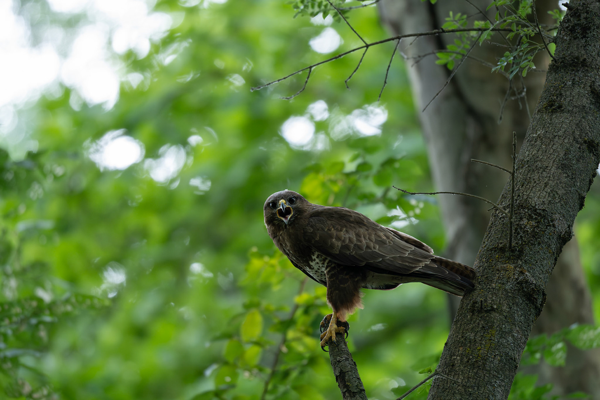 La Buse #5, Prades le Lez 2025