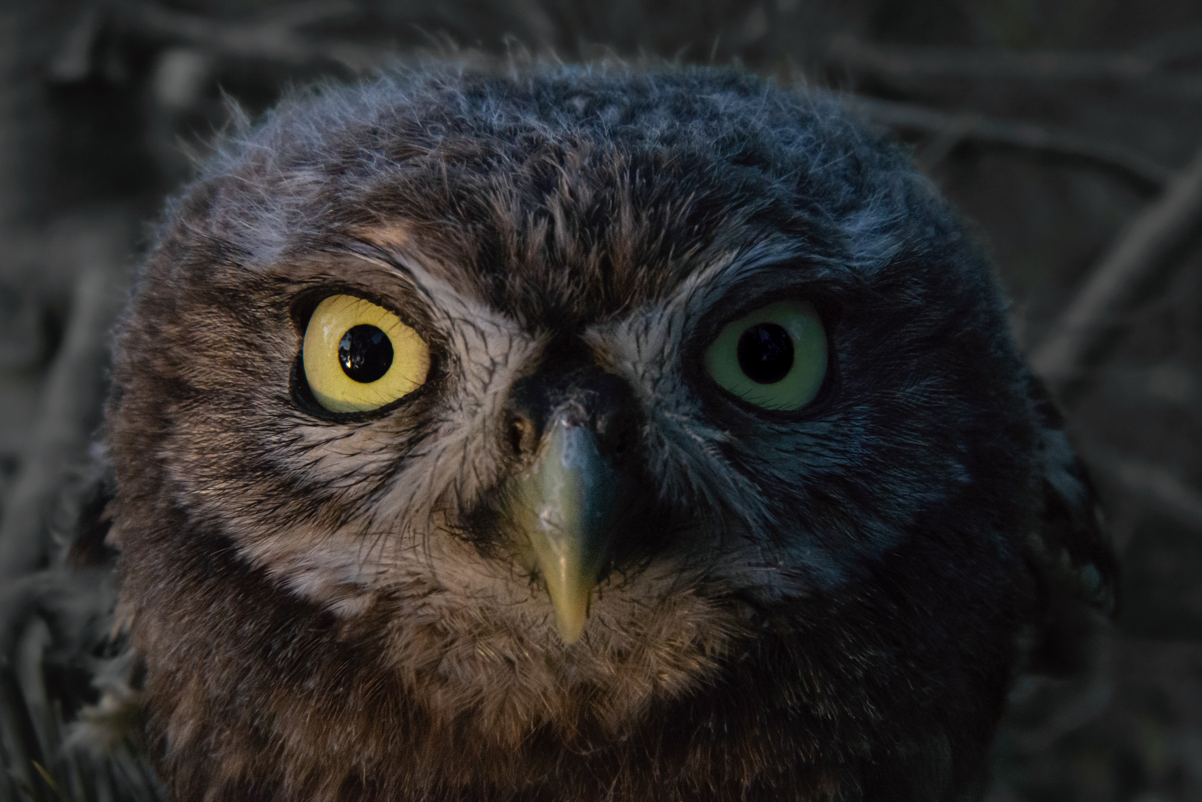 The Look, Prades le Lez 2019