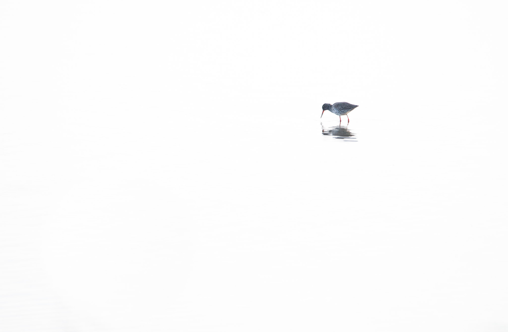 Alone, Le Teich 2022