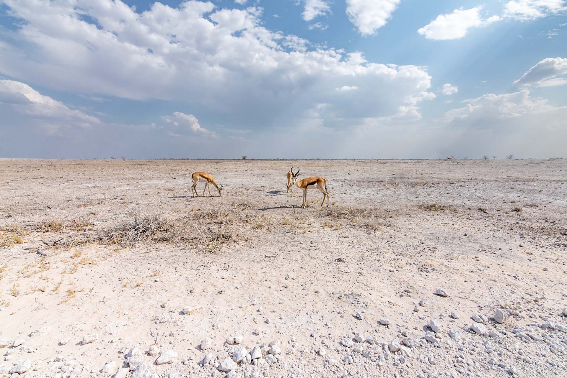 Wide, Namibia 2019