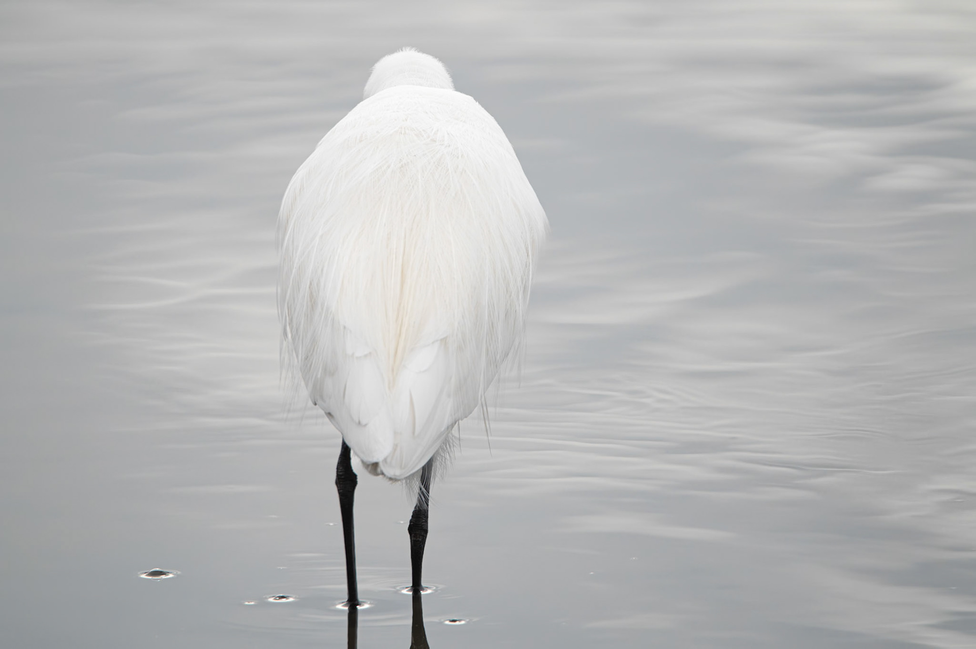 Je boude, Camargue 2025