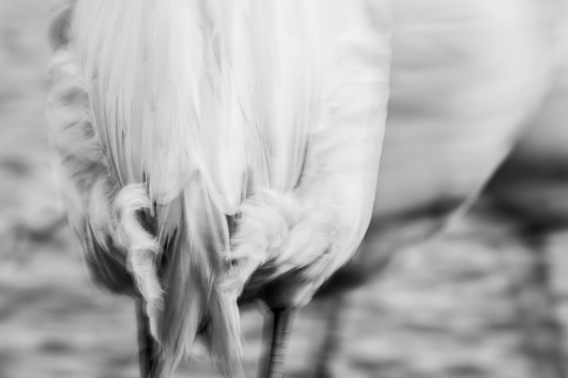 Back and white, Camargue 2025