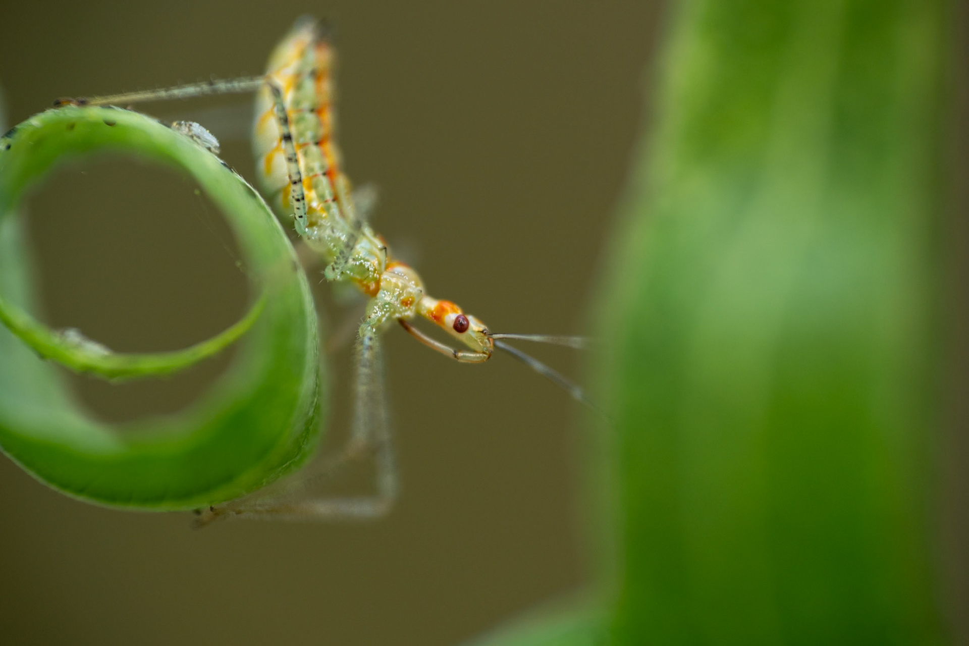Alien, Prades le Lez 2025