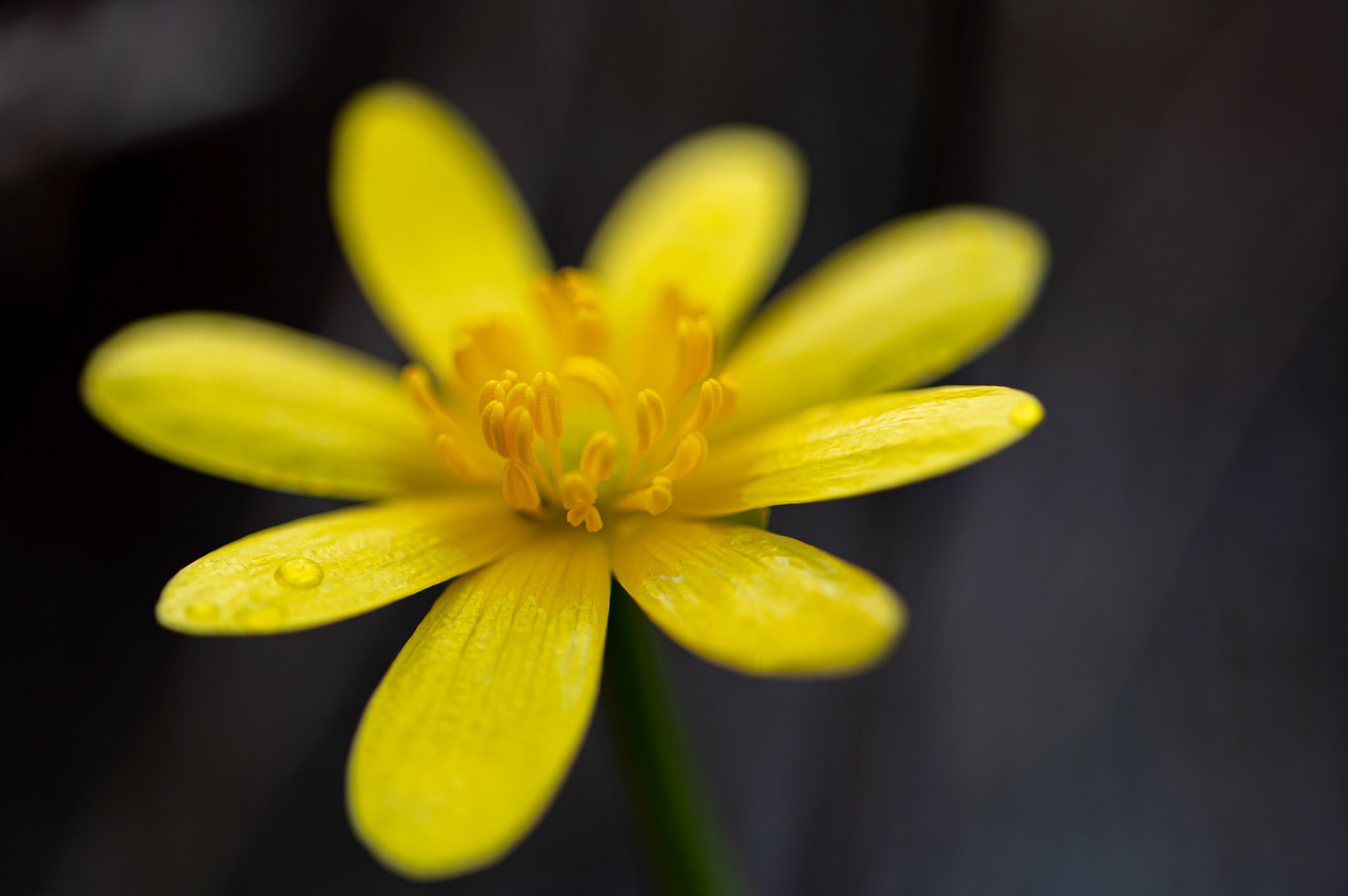 Yellow, Prades le Lez 2025