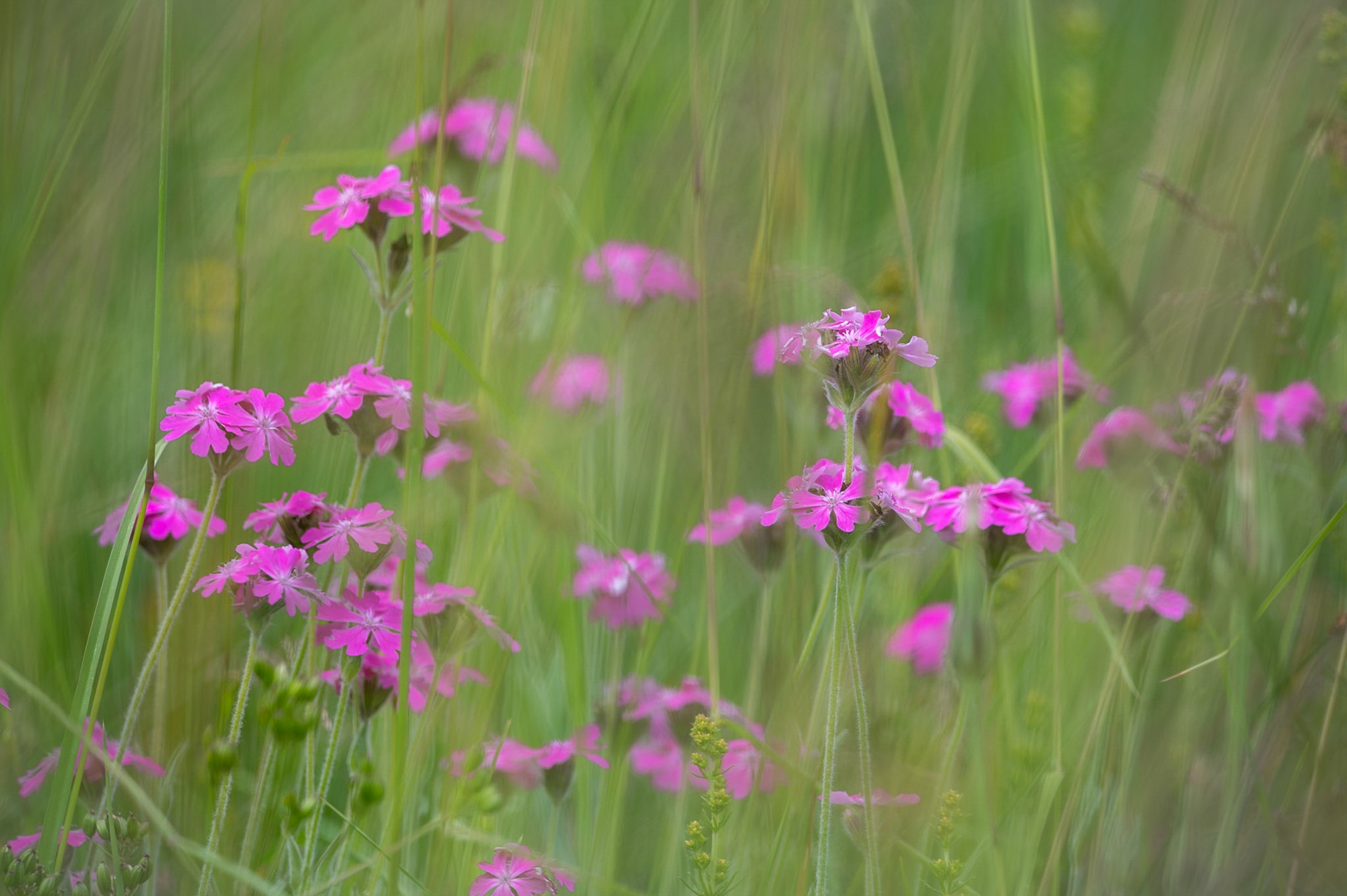 Pink, Névache 2023