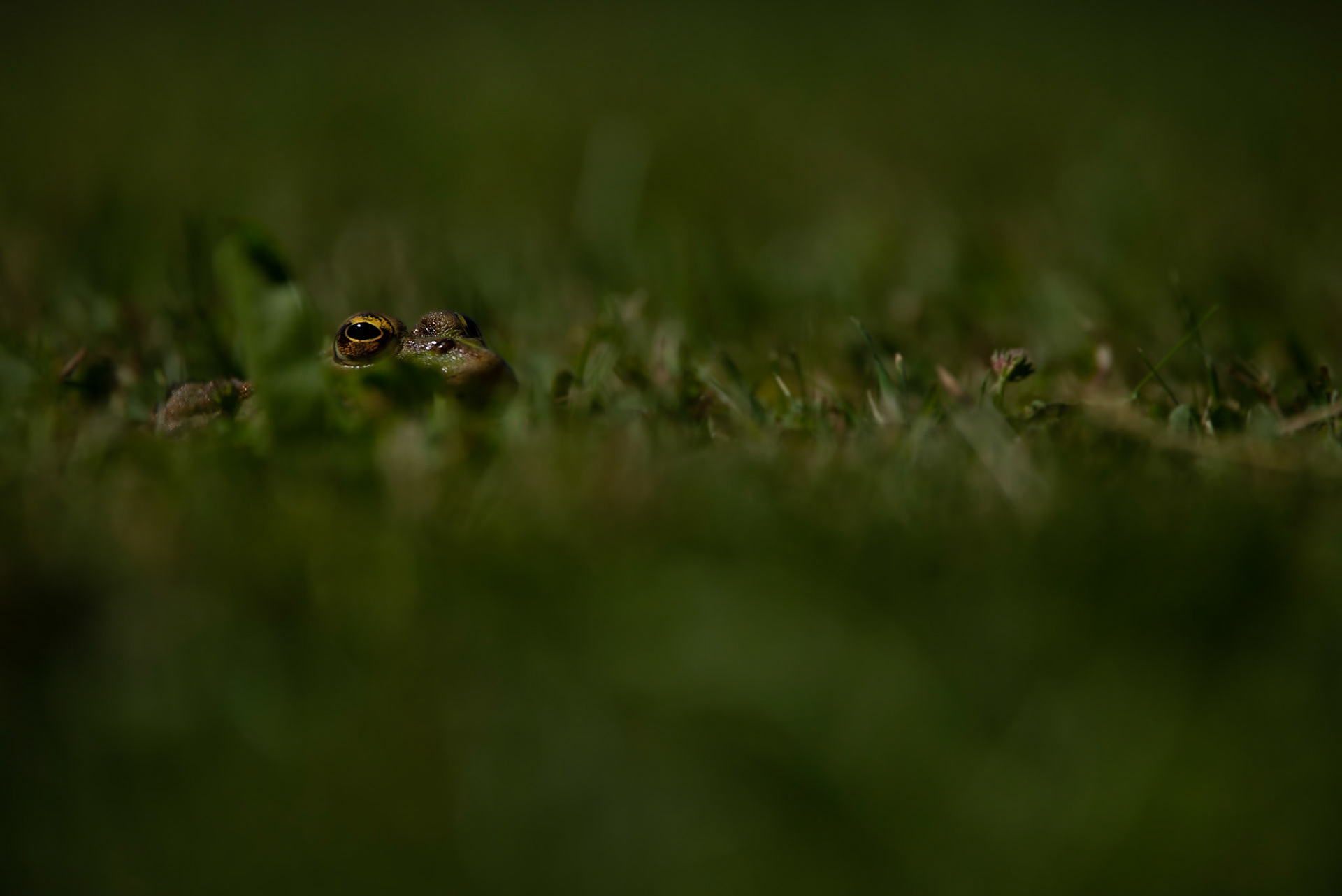 Grass is watching you 2, Coutières 2022