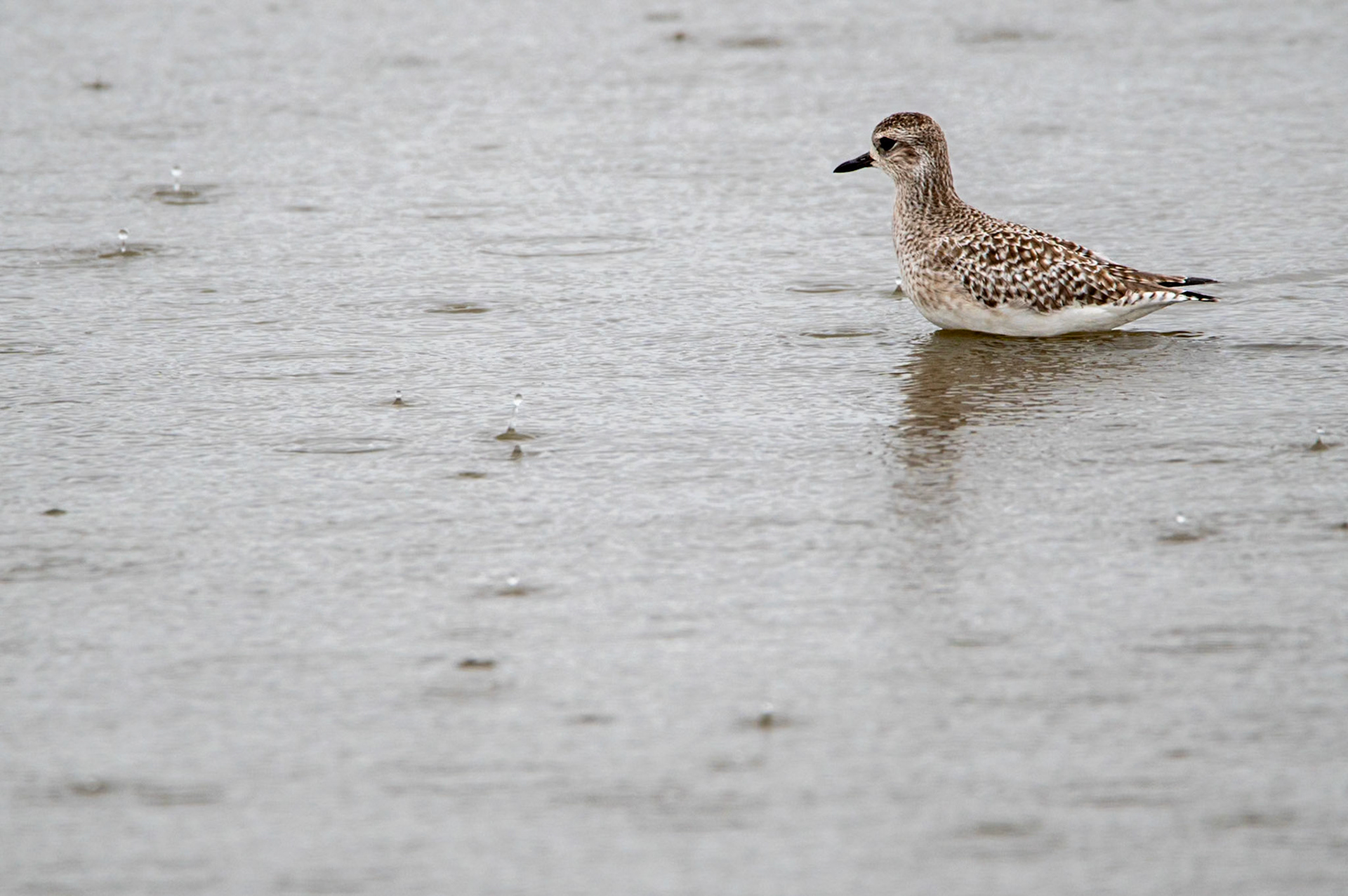 Pluie-vier, Camargue 2025