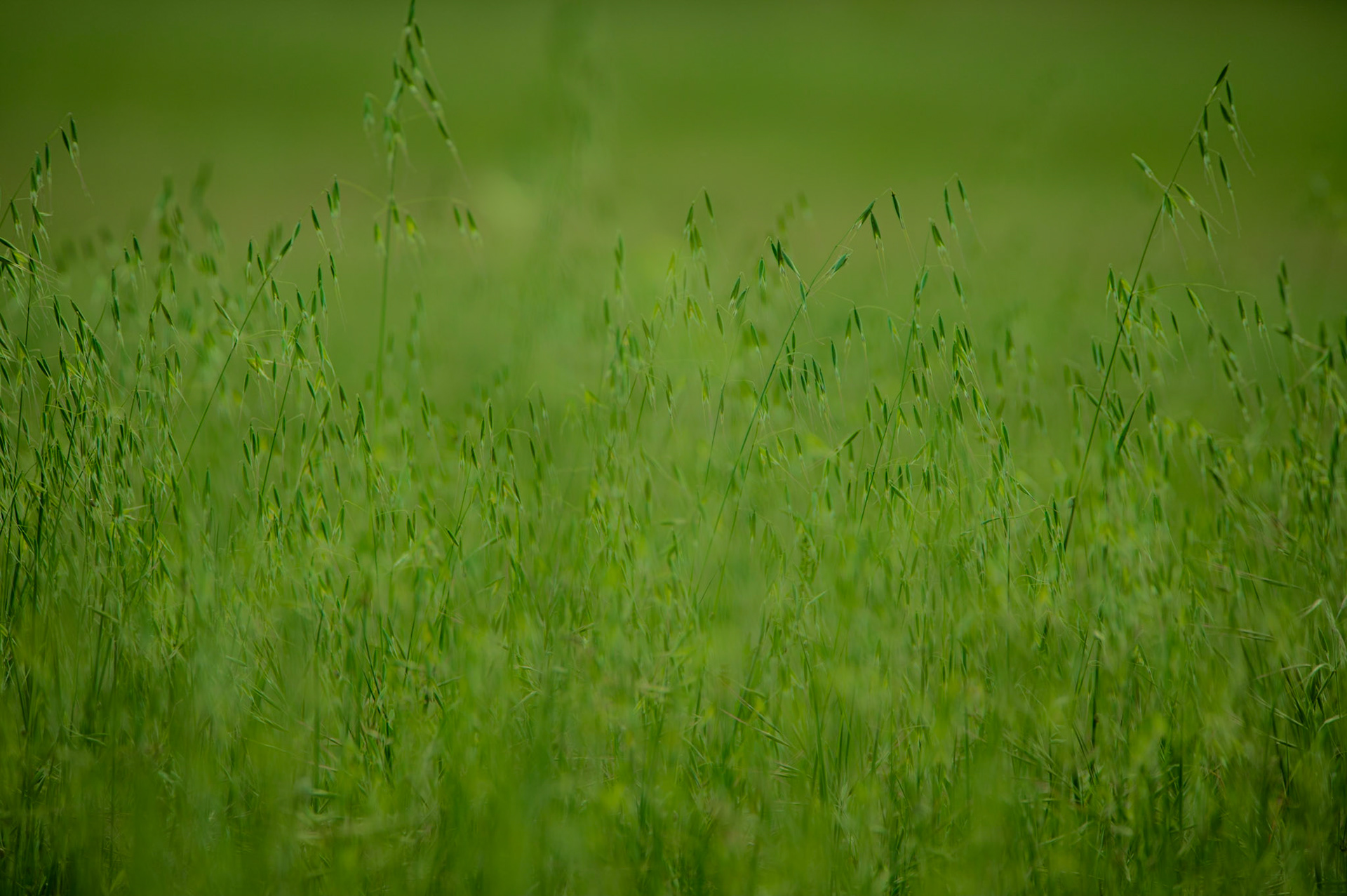 Verte prairie, Prades le Lez 2023