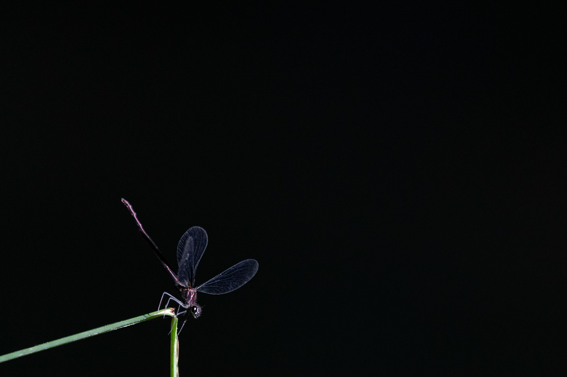Calopteryx haemorrhoidalis ♂, Prades le Lez 2023