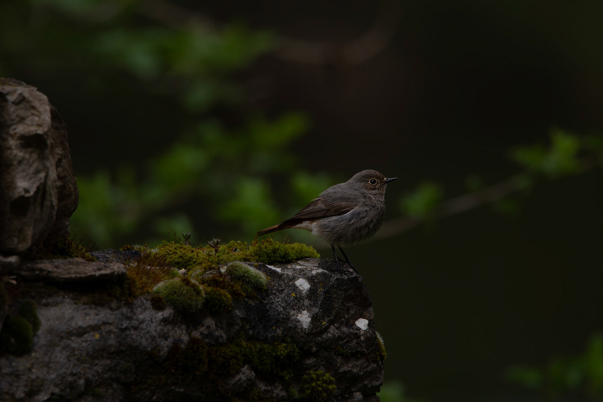 Rouge queue, Gorges du Tarn 2022