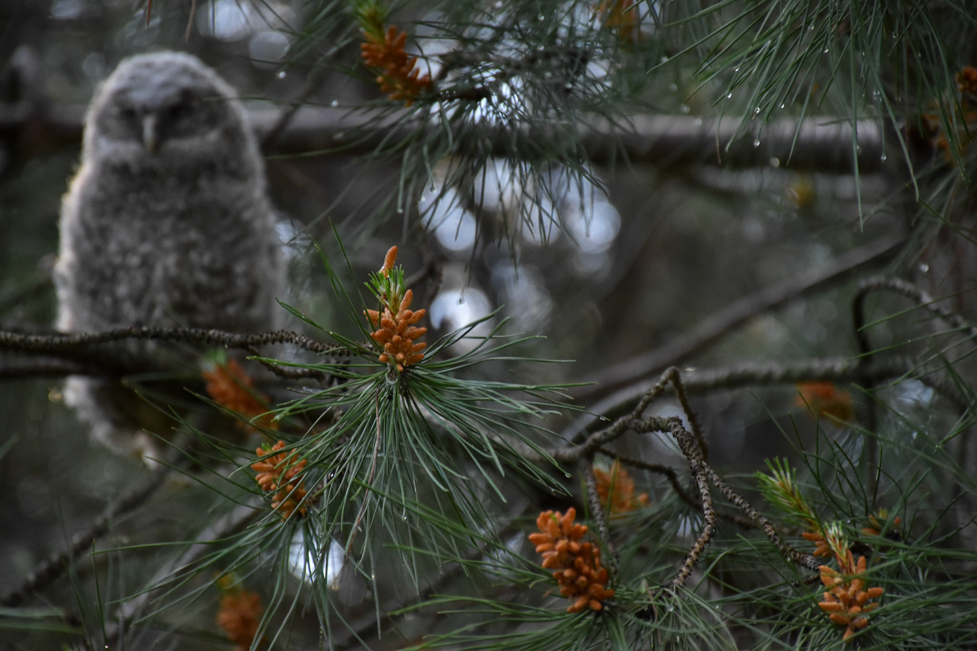 Fledge Blur, Montpellier 2025
