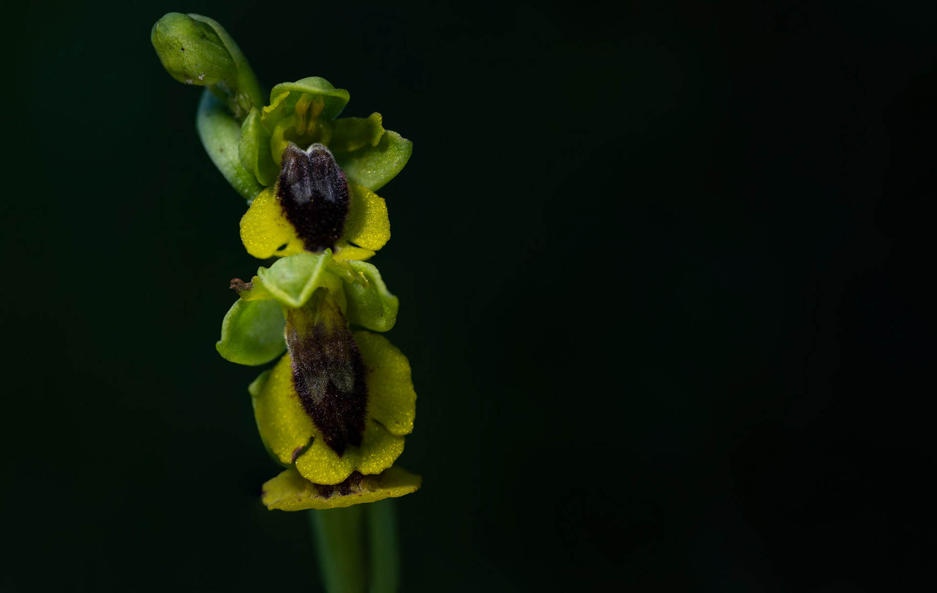 Ophrys lutea, Montpellier 2025
