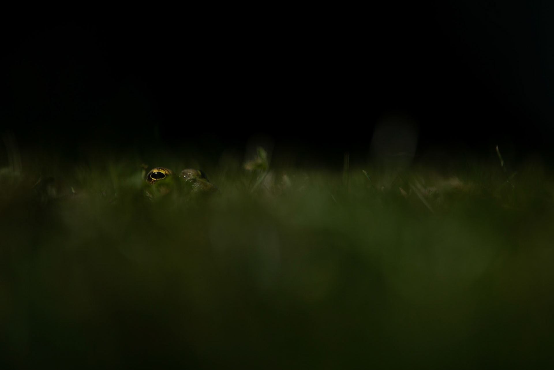 Grass is watching you 3, Coutières 2022