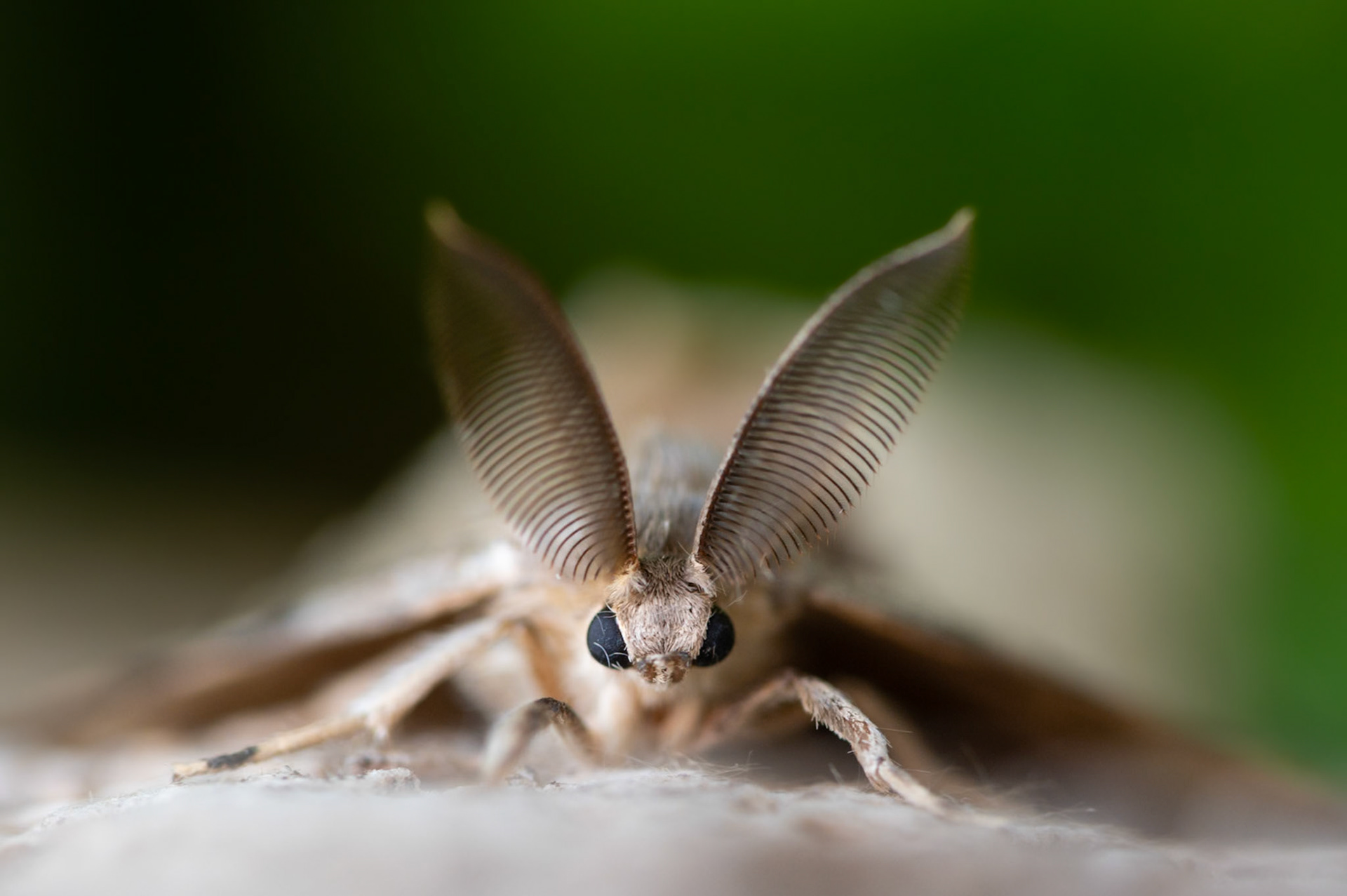 Lymantria dispar ♂, Prades le Lez 2024