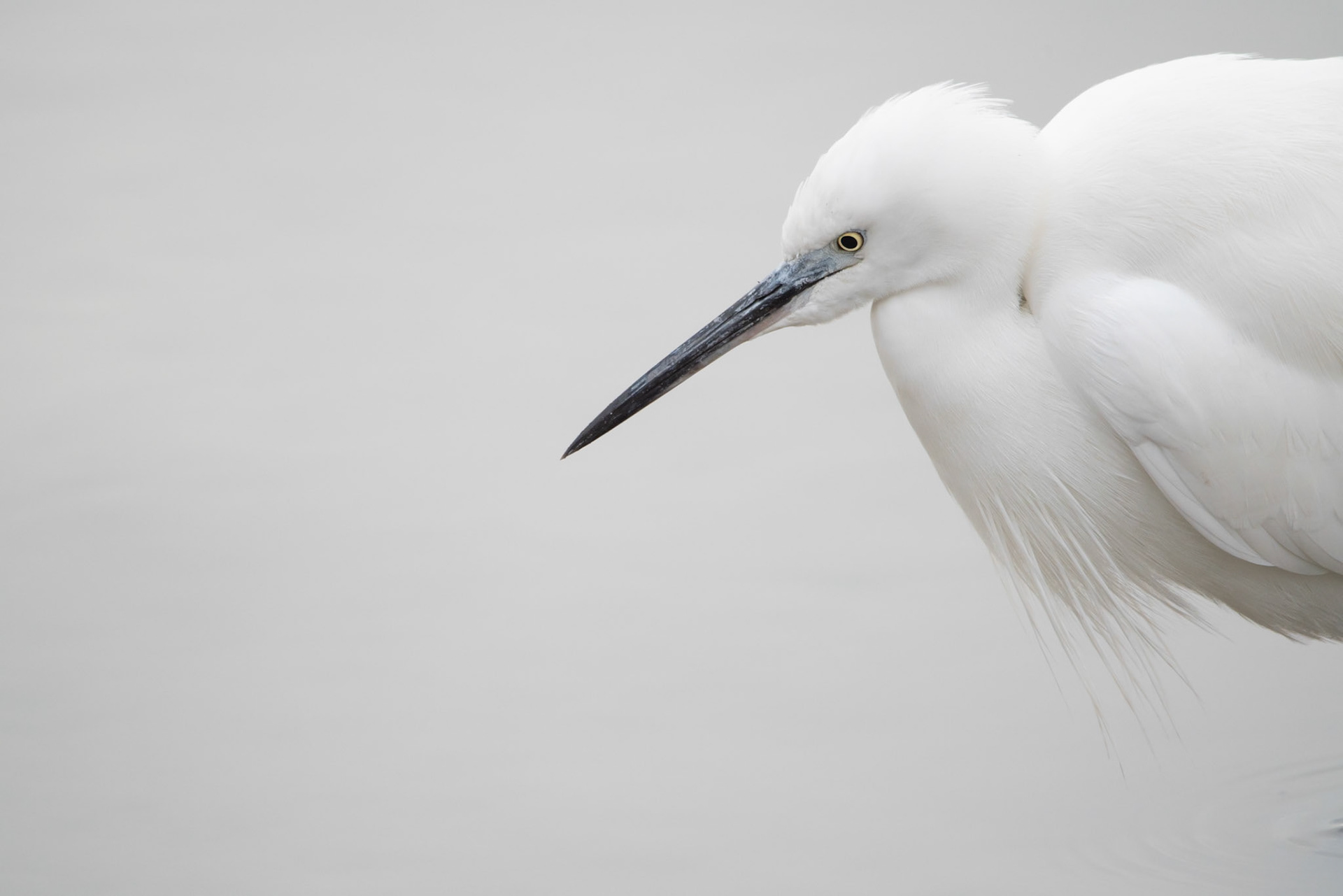 La dague, Camargue 2025