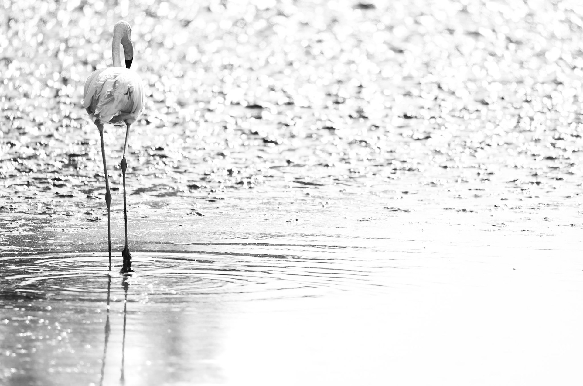 Plein soleil, Camargue 2023