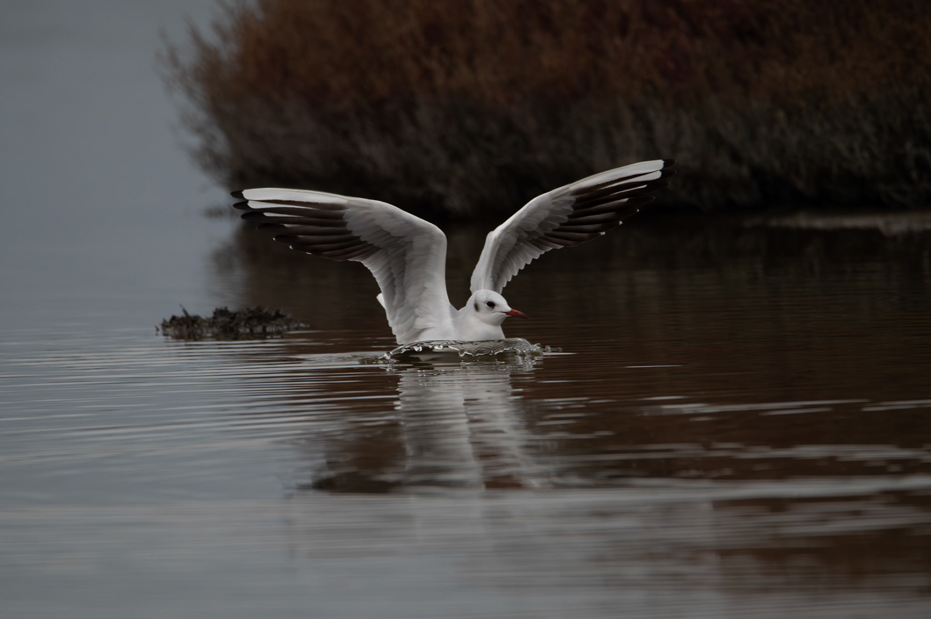Hydravion, Camargue 2025