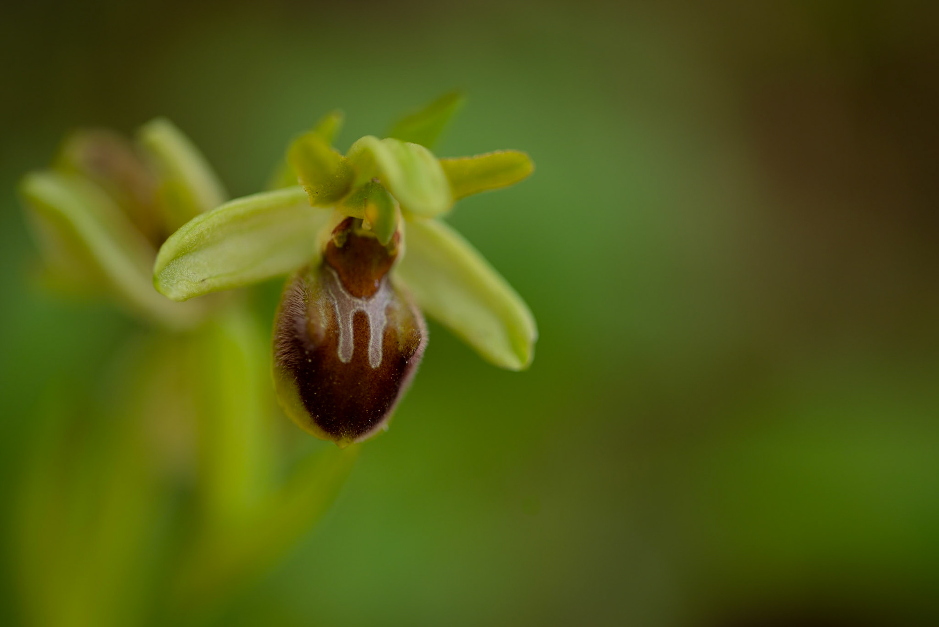 Orchid, Gorges du Tarn 2022