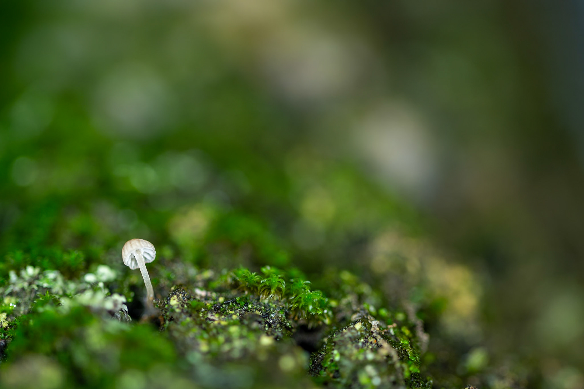 Little one, Prades le Lez 2024