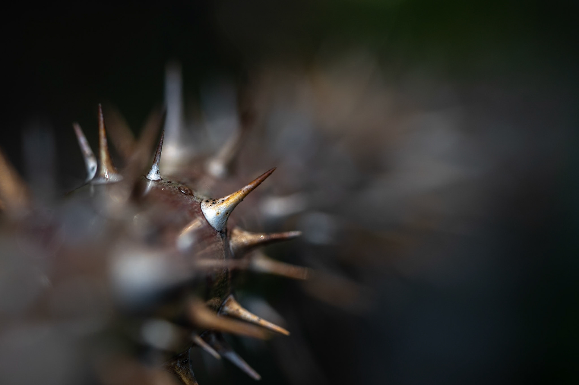 Spikes, Prades le Lez 2024