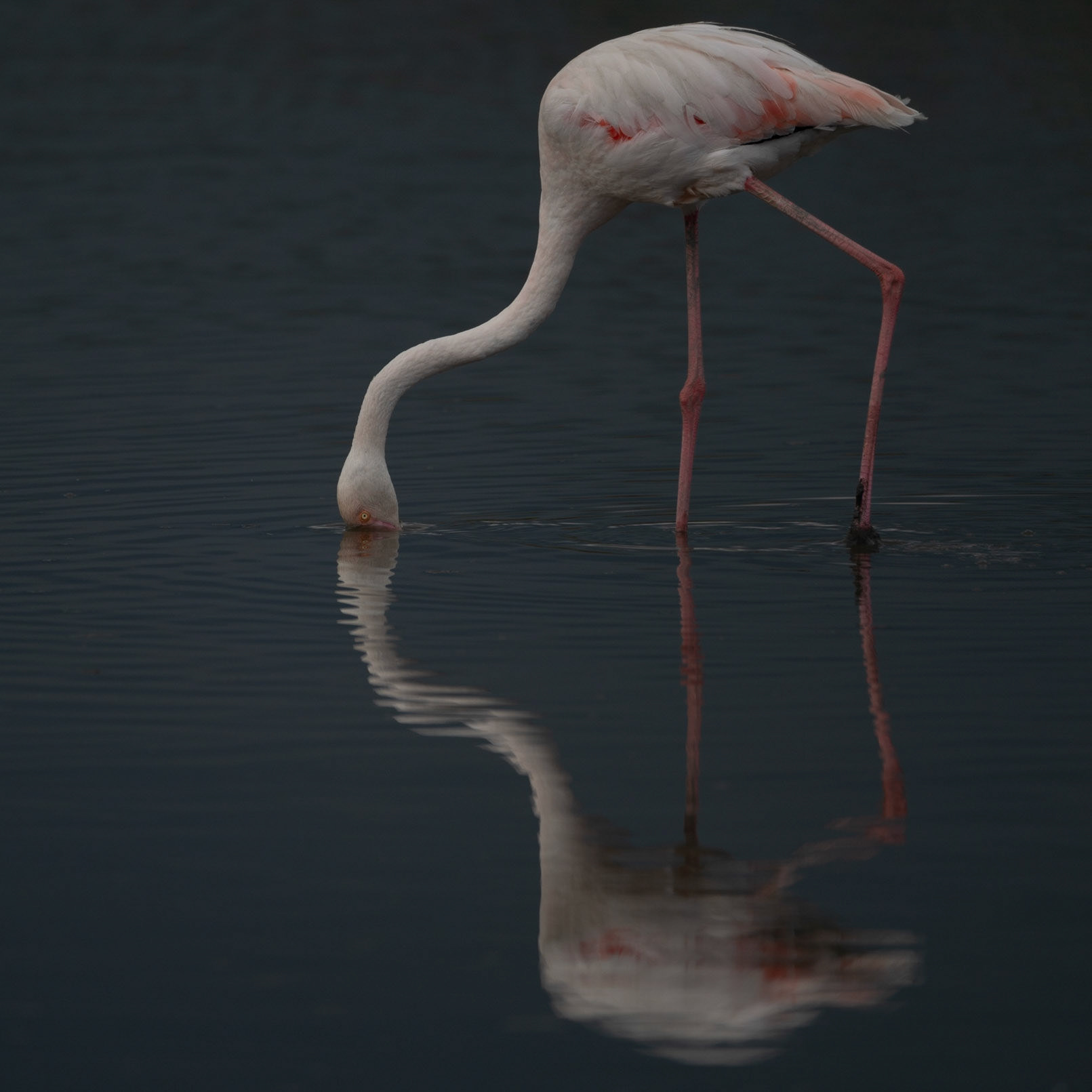 Le filtre, Camargue 2023