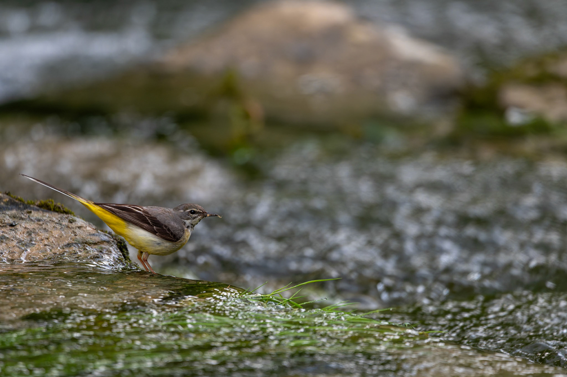 Motacilla, Prades le Lez 2024