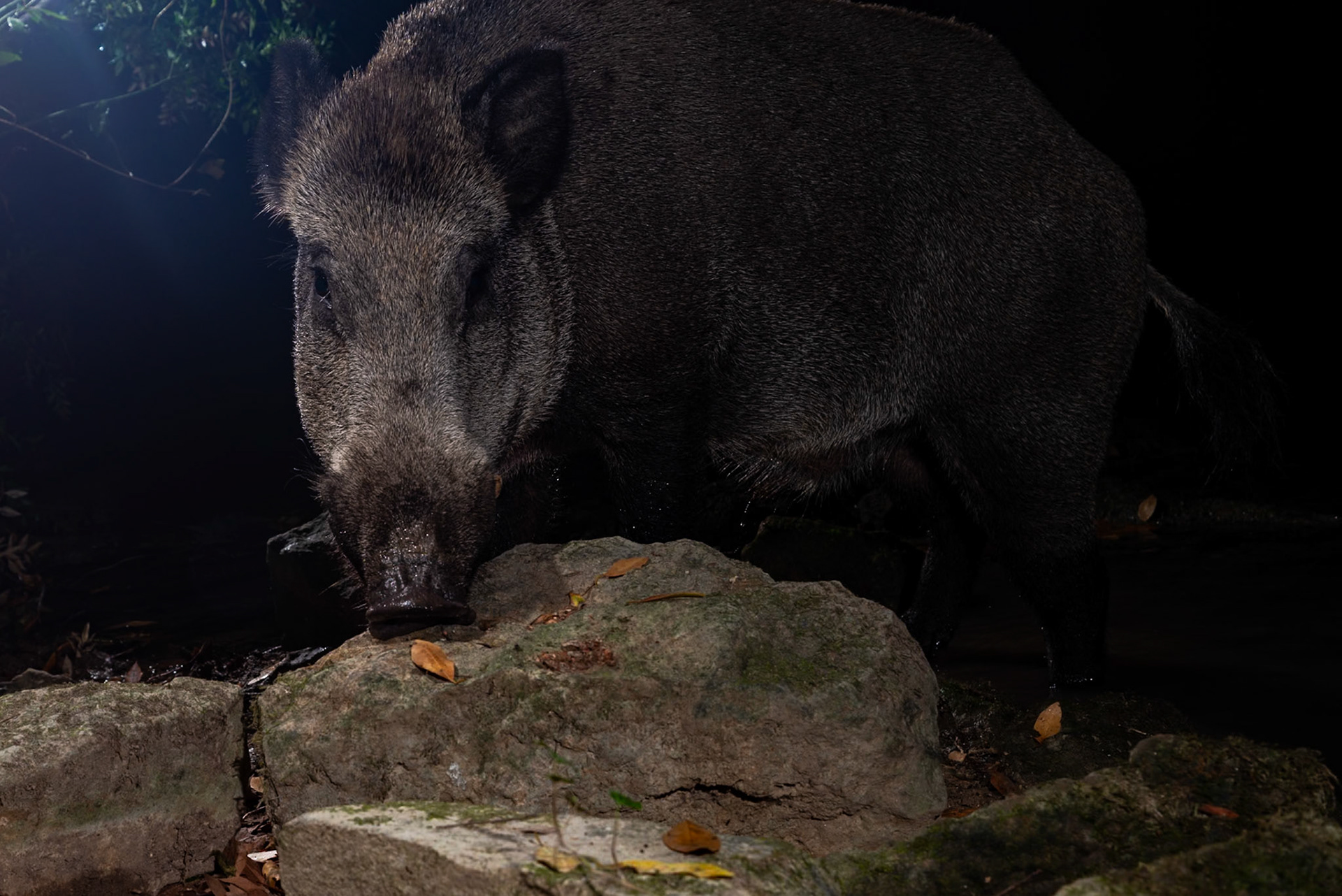Big boar, Prades le Lez 2025