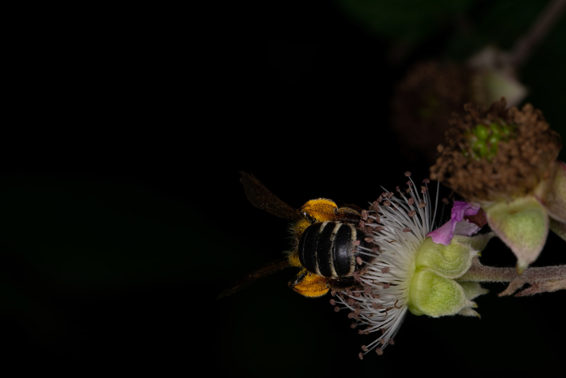 Loading pollen, Coutières 2022