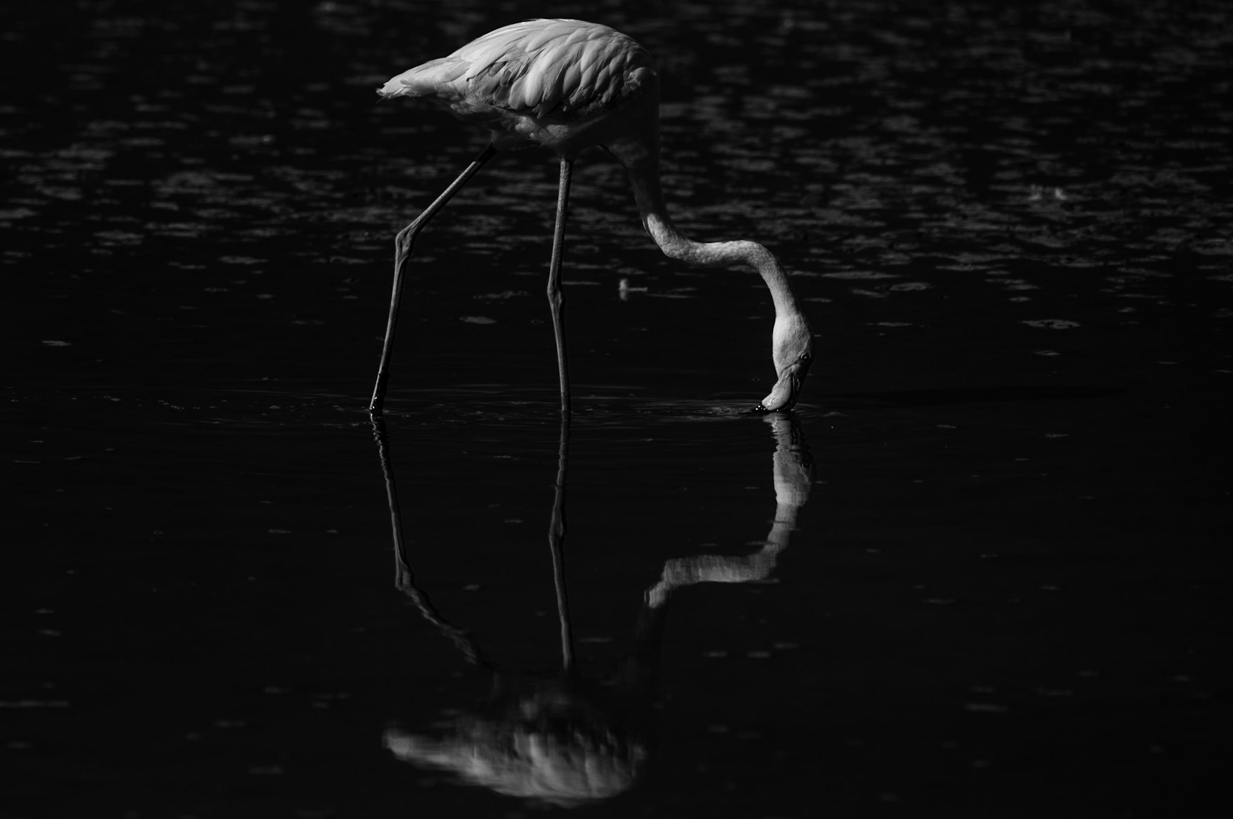 Contraste, Camargue 2023