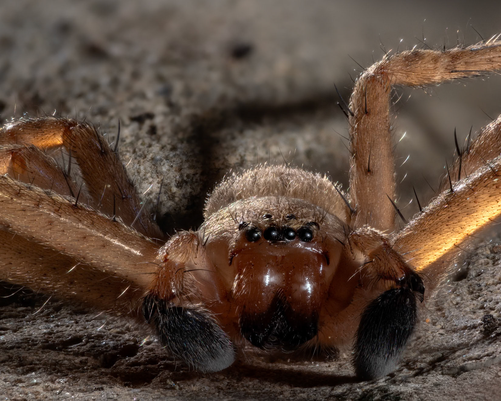 Olios argelasus #2, Prades le Lez 2025
