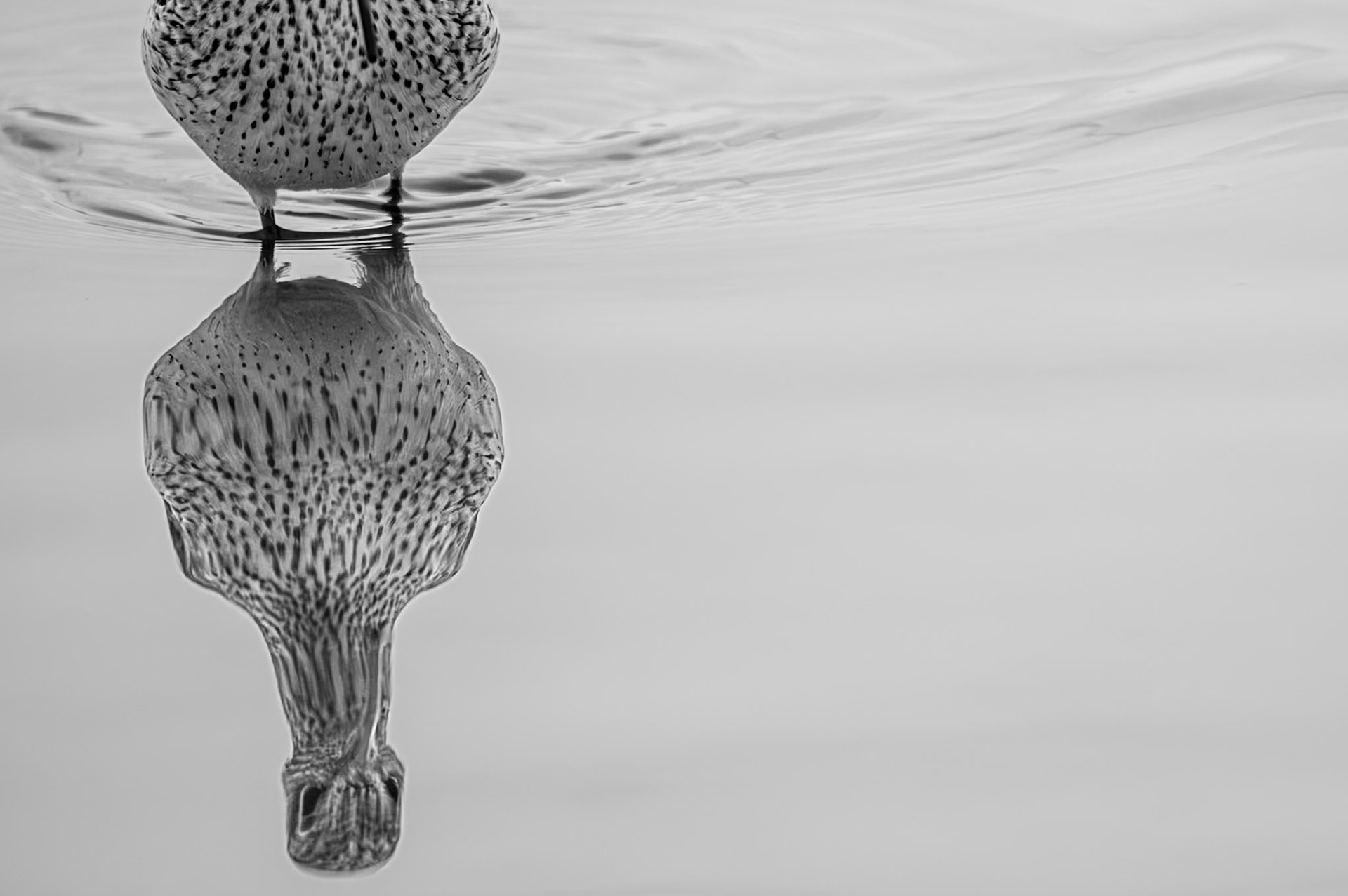 Miroir, mon beau miroir, Camargue 2025