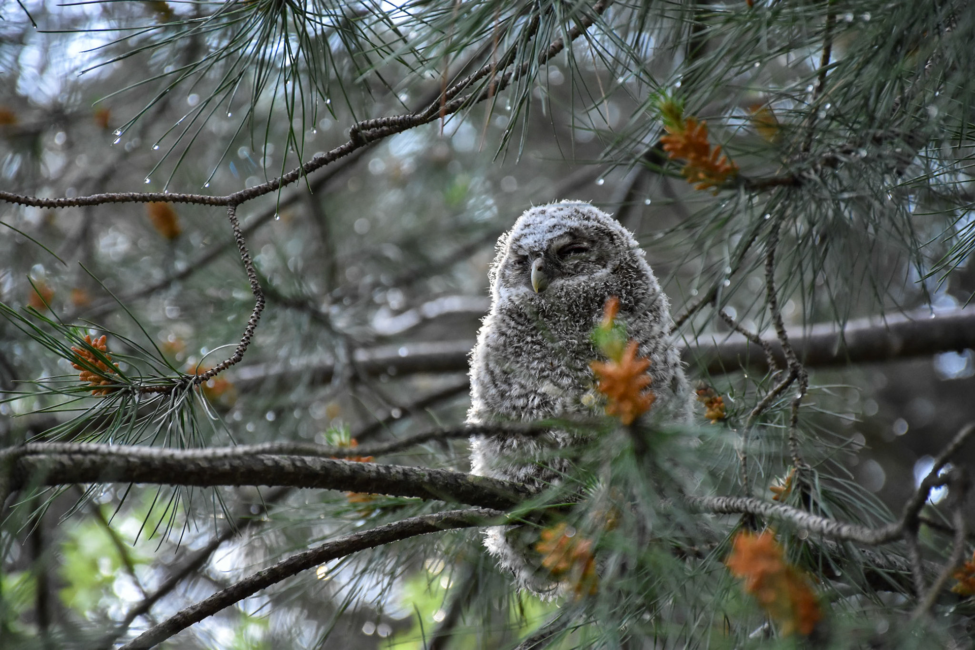 Fledge #4, Montpellier 2025