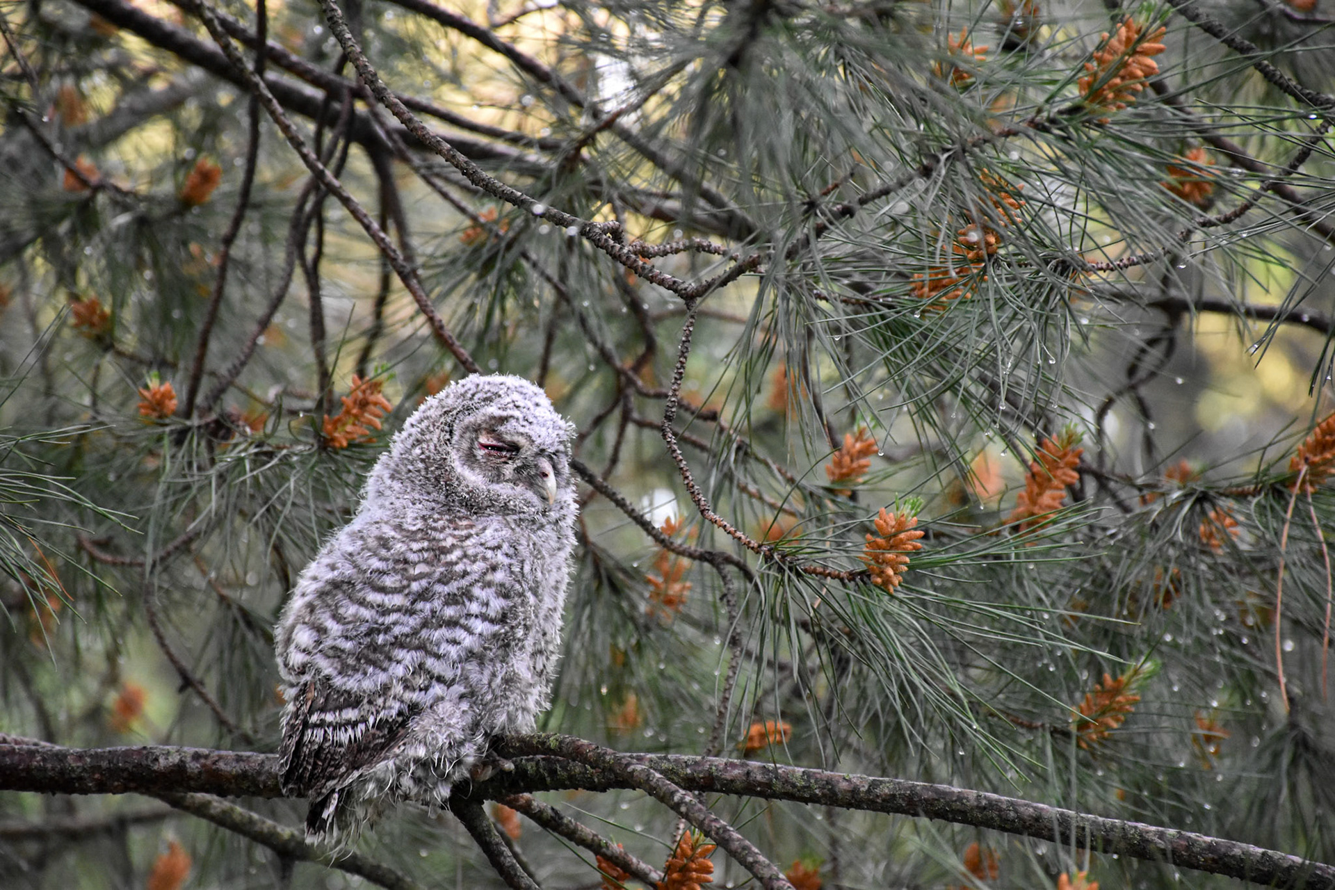 Fledge #2, Montpellier 2025