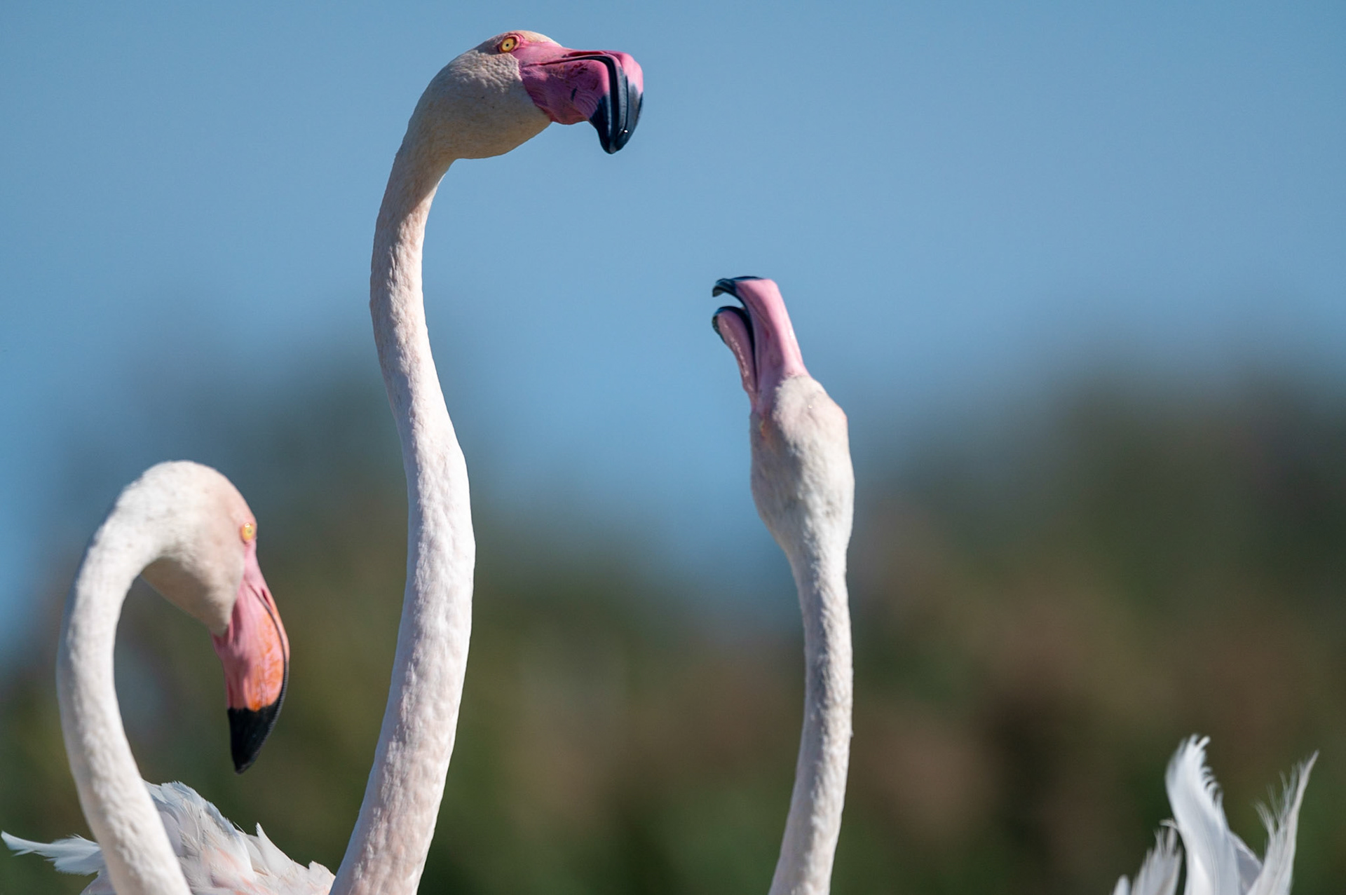 Rapport de force, Camargue 2023