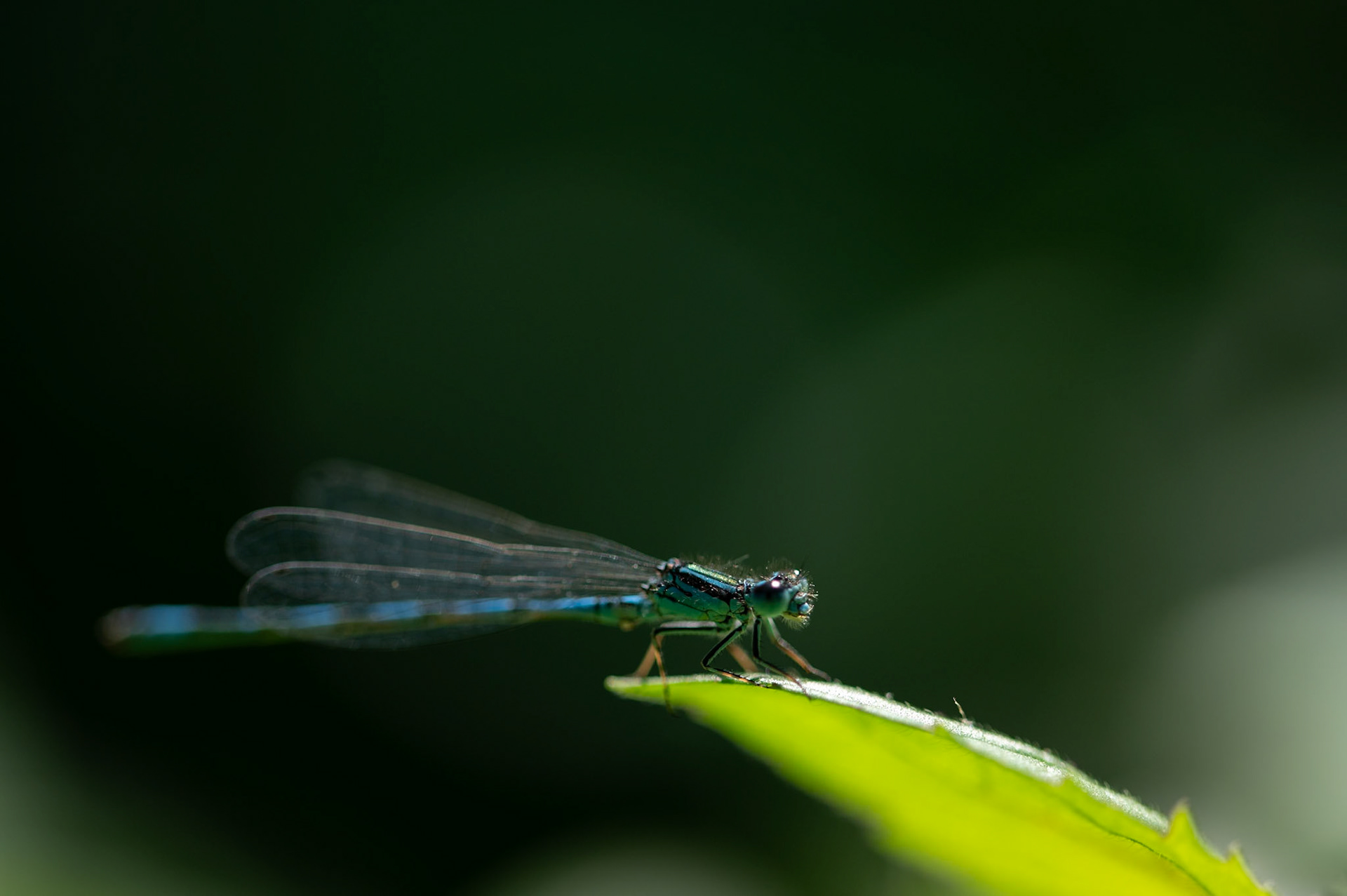 Agrion, Prades le Lez 2025